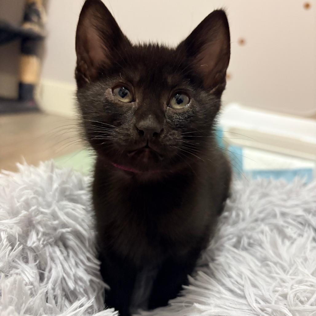 Enlarge Eddy, a Adoptable Domestic Short Hair in Abbotsford, BC image 5/6