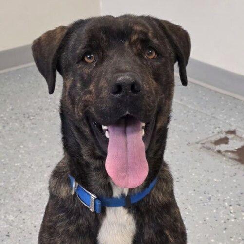 Enlarge Maverick, a Adoptable mixed breed in Yankton, SD image 1/6