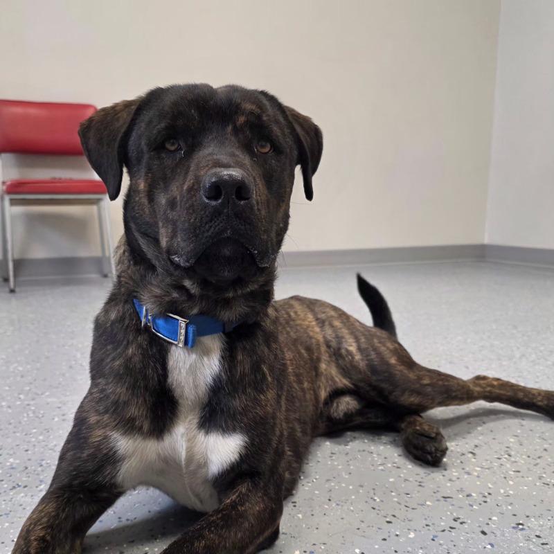 Enlarge Maverick, a Adoptable mixed breed in Yankton, SD image 2/6