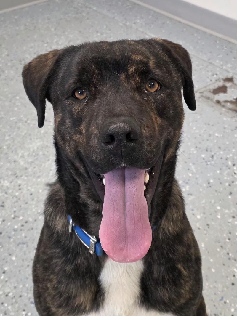 Enlarge Maverick, a Adoptable mixed breed in Yankton, SD image 3/6