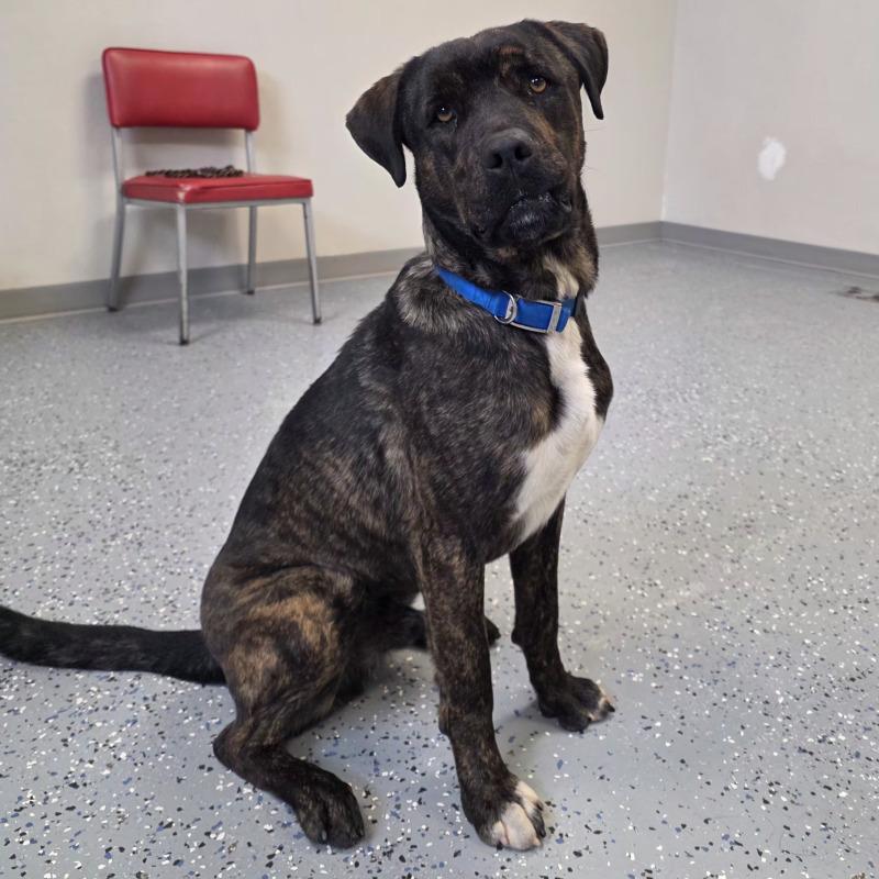 Enlarge Maverick, a Adoptable mixed breed in Yankton, SD image 4/6