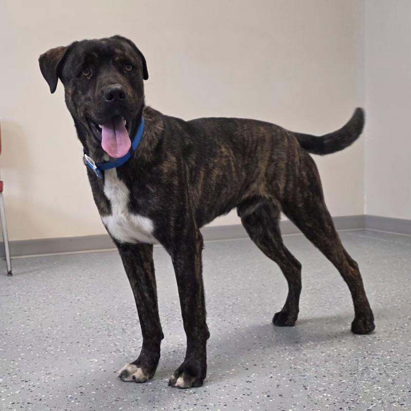 Enlarge Maverick, a Adoptable mixed breed in Yankton, SD image 5/6