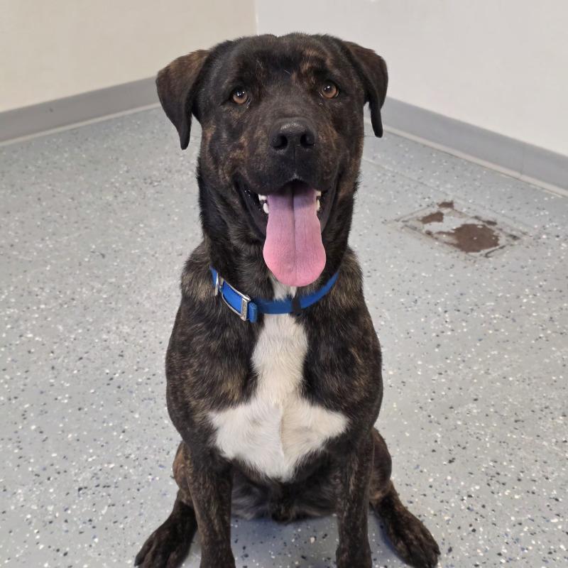 Enlarge Maverick, a Adoptable mixed breed in Yankton, SD image 6/6