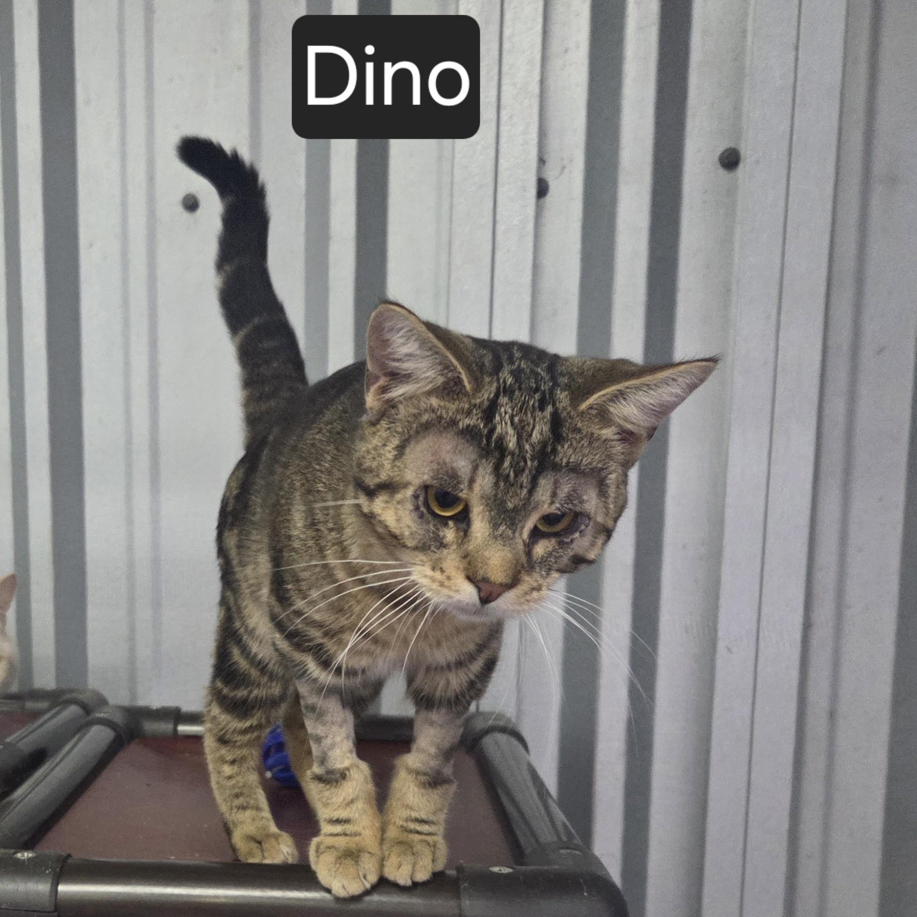 Dino, an adopted Domestic Short Hair in SNOW HILL, NC image 2/2