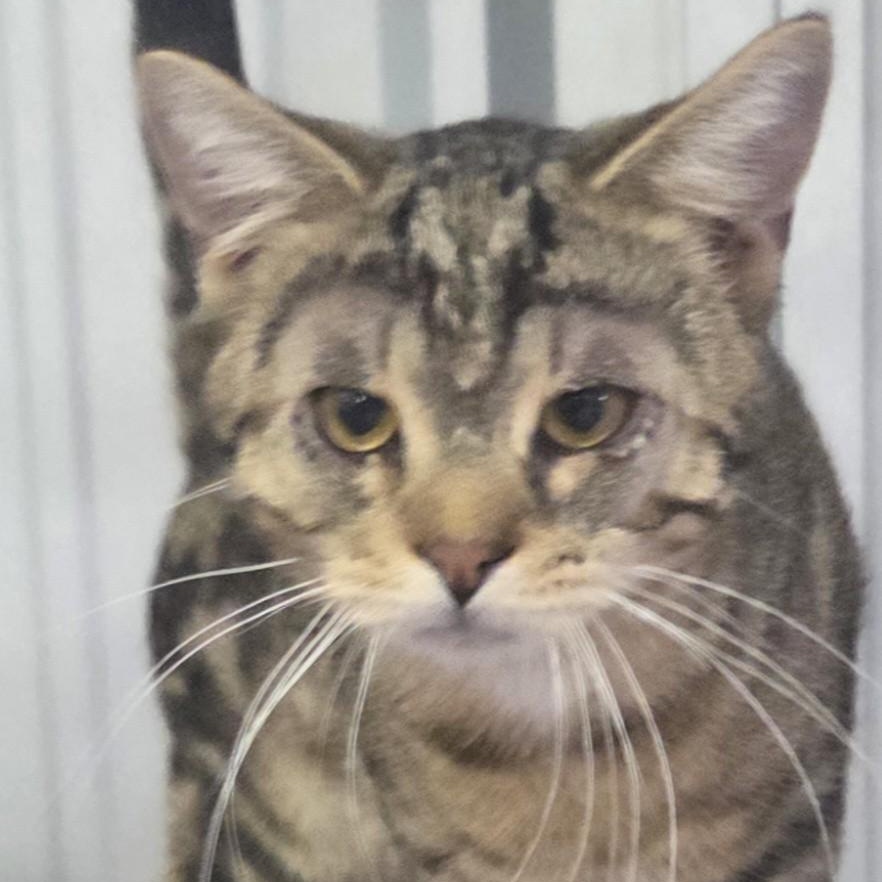 Dino, adopted, Adult Male Domestic Short Hair.