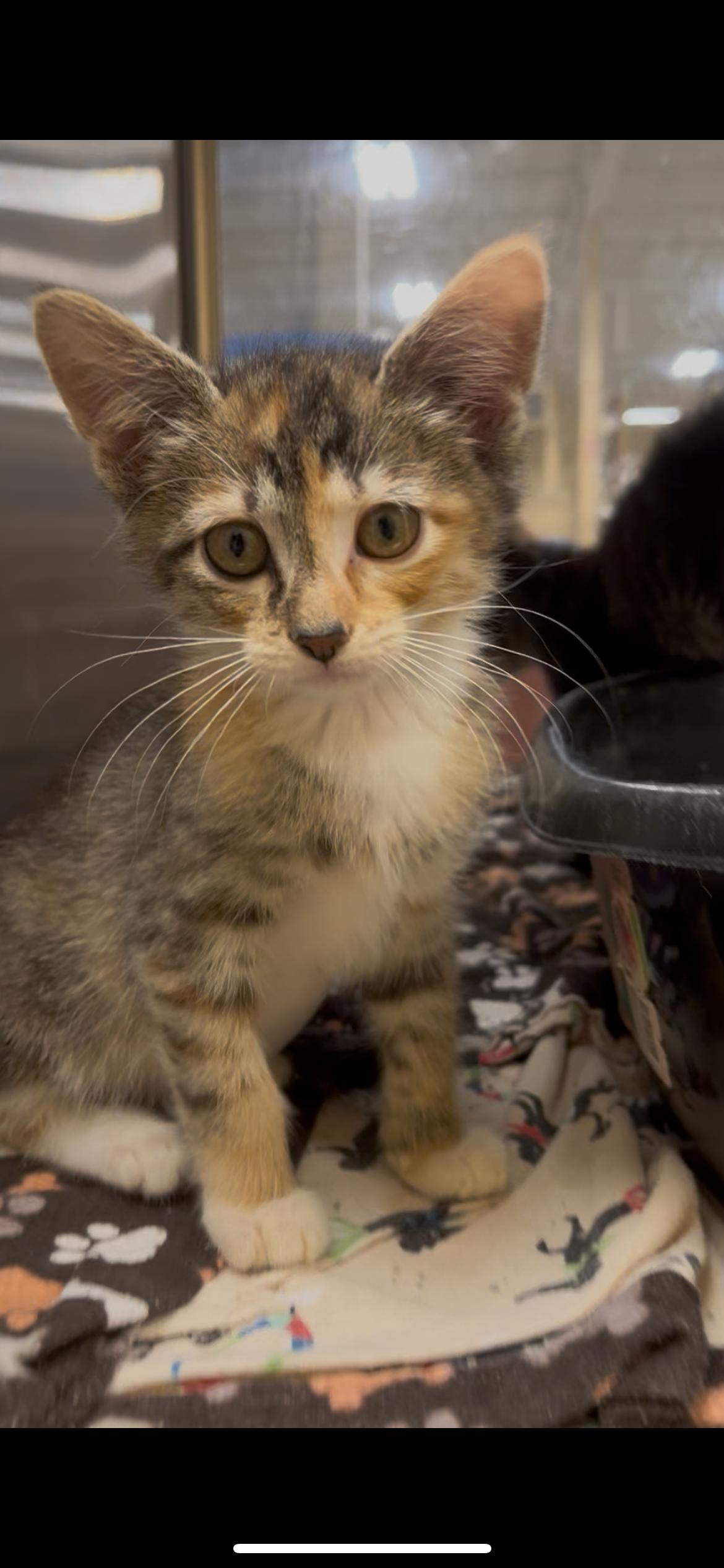 Jane, adopted, Kitten Female Domestic Short Hair.