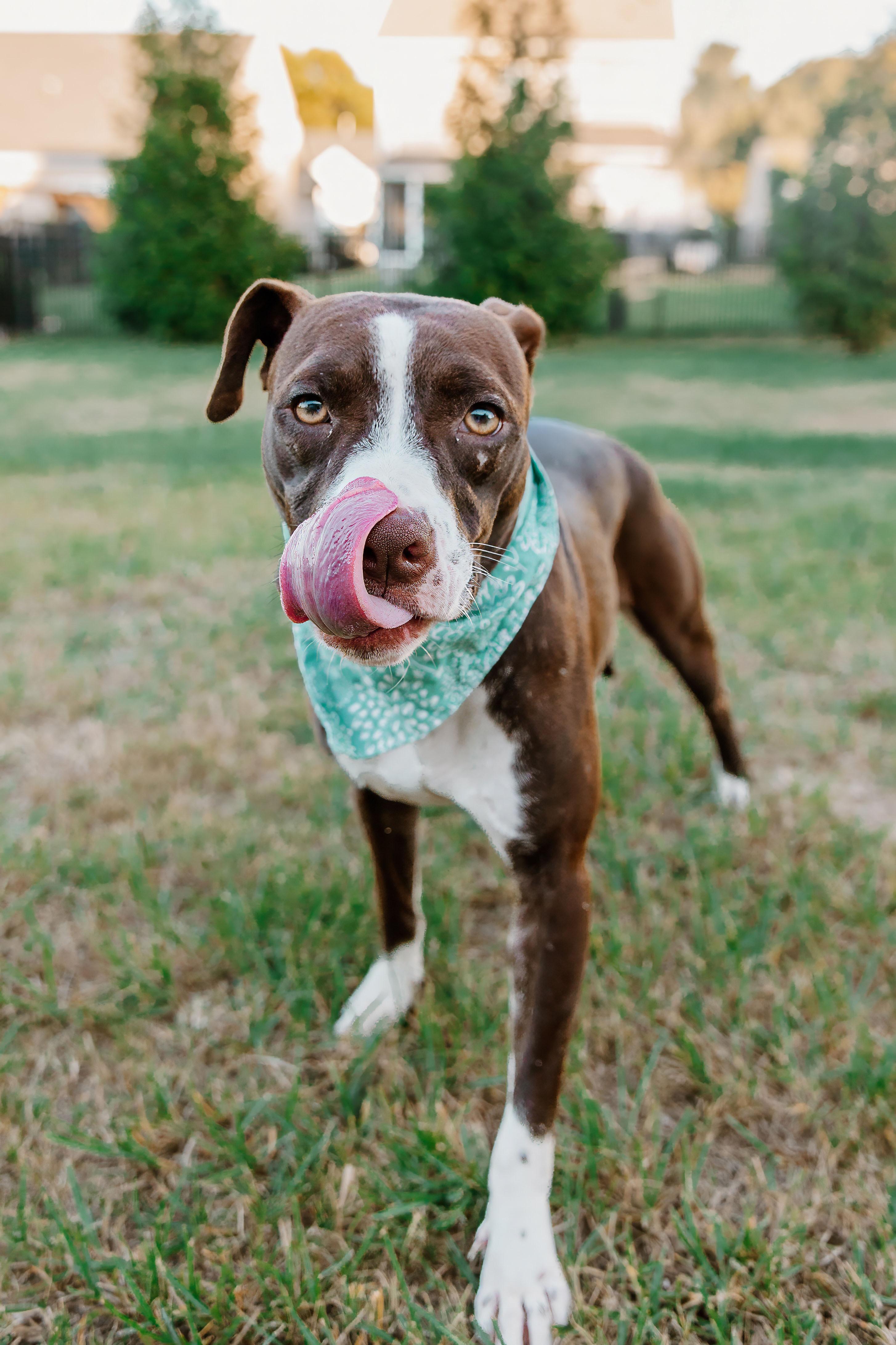 Enlarge Erica, a Adoptable mixed breed in Rock Hill, SC image 2/6