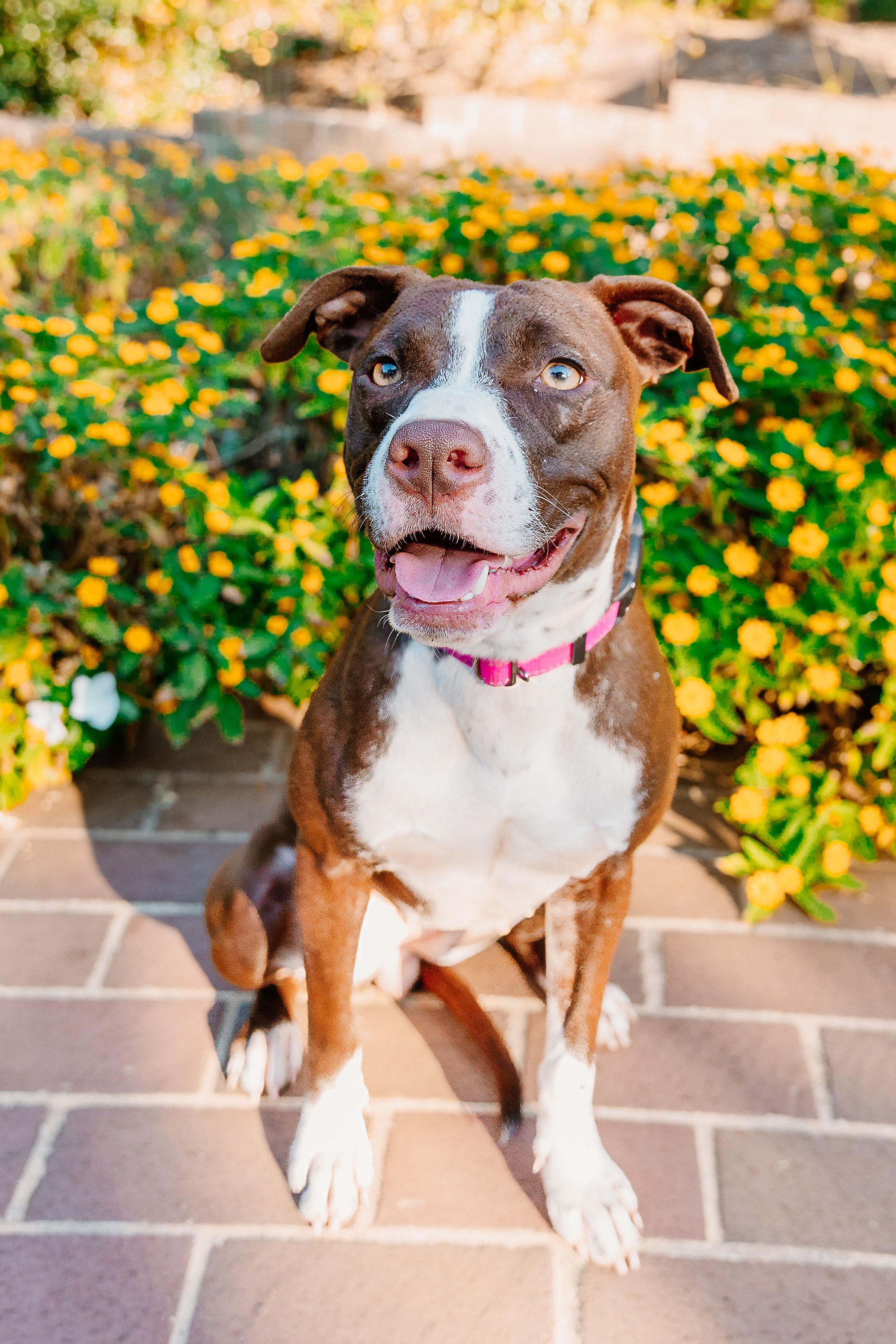 Erica, Adoptable, Young Female American Staffordshire Terrier & Mixed Breed.