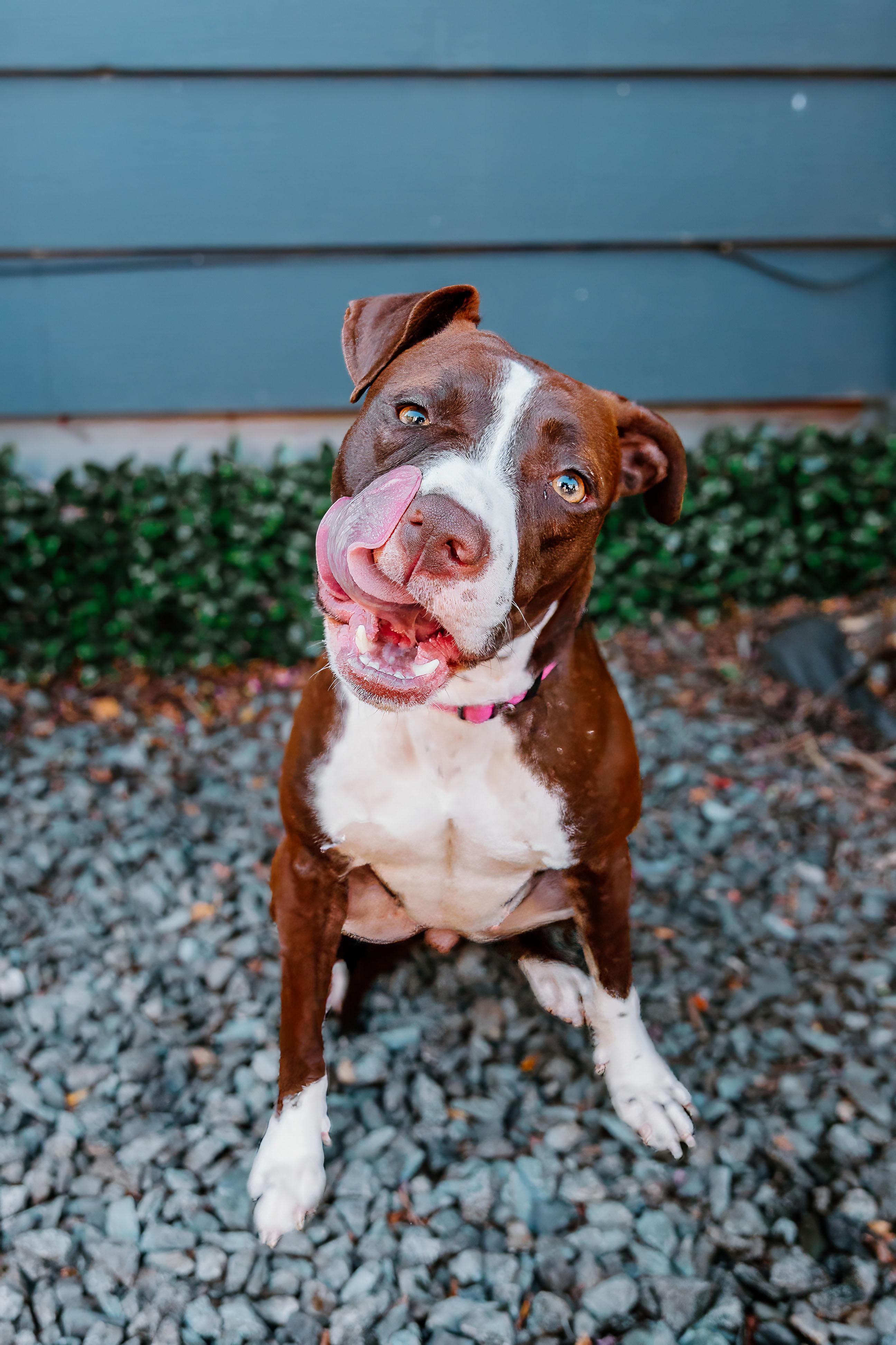 Enlarge Erica, a Adoptable mixed breed in Rock Hill, SC image 6/6