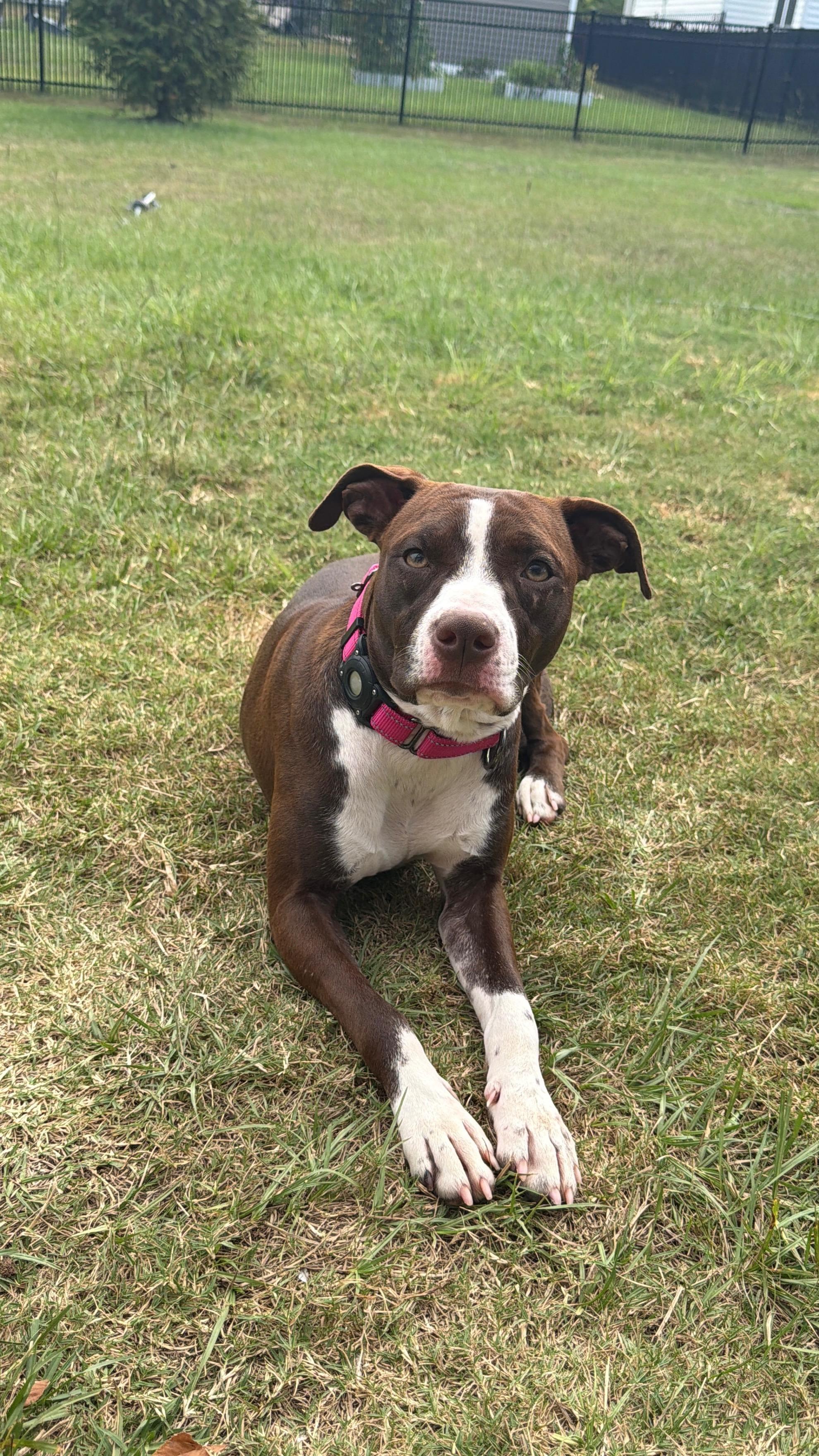 Enlarge Erica, a Adoptable mixed breed in Rock Hill, SC image 5/6
