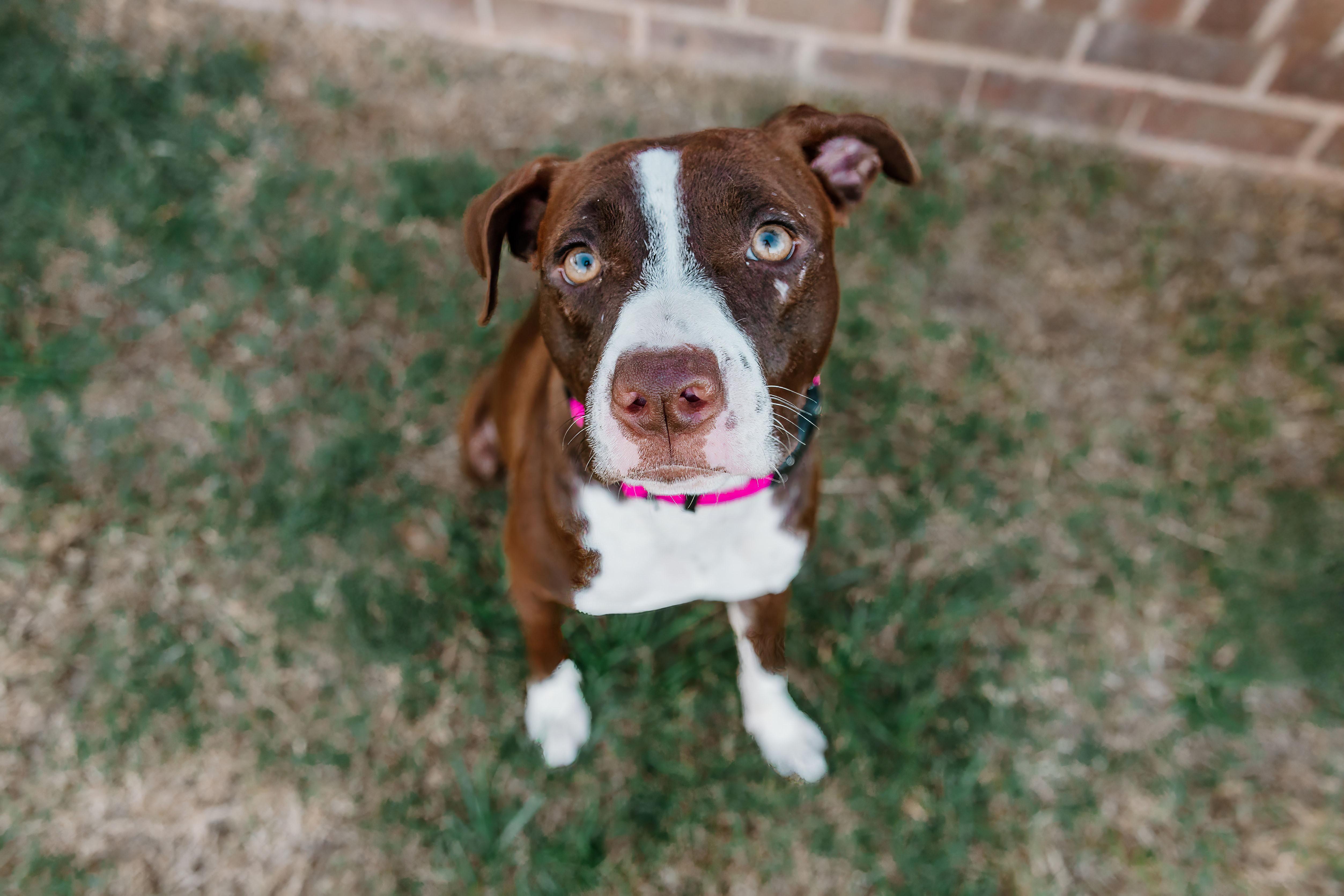 Enlarge Erica, a Adoptable mixed breed in Rock Hill, SC image 3/6