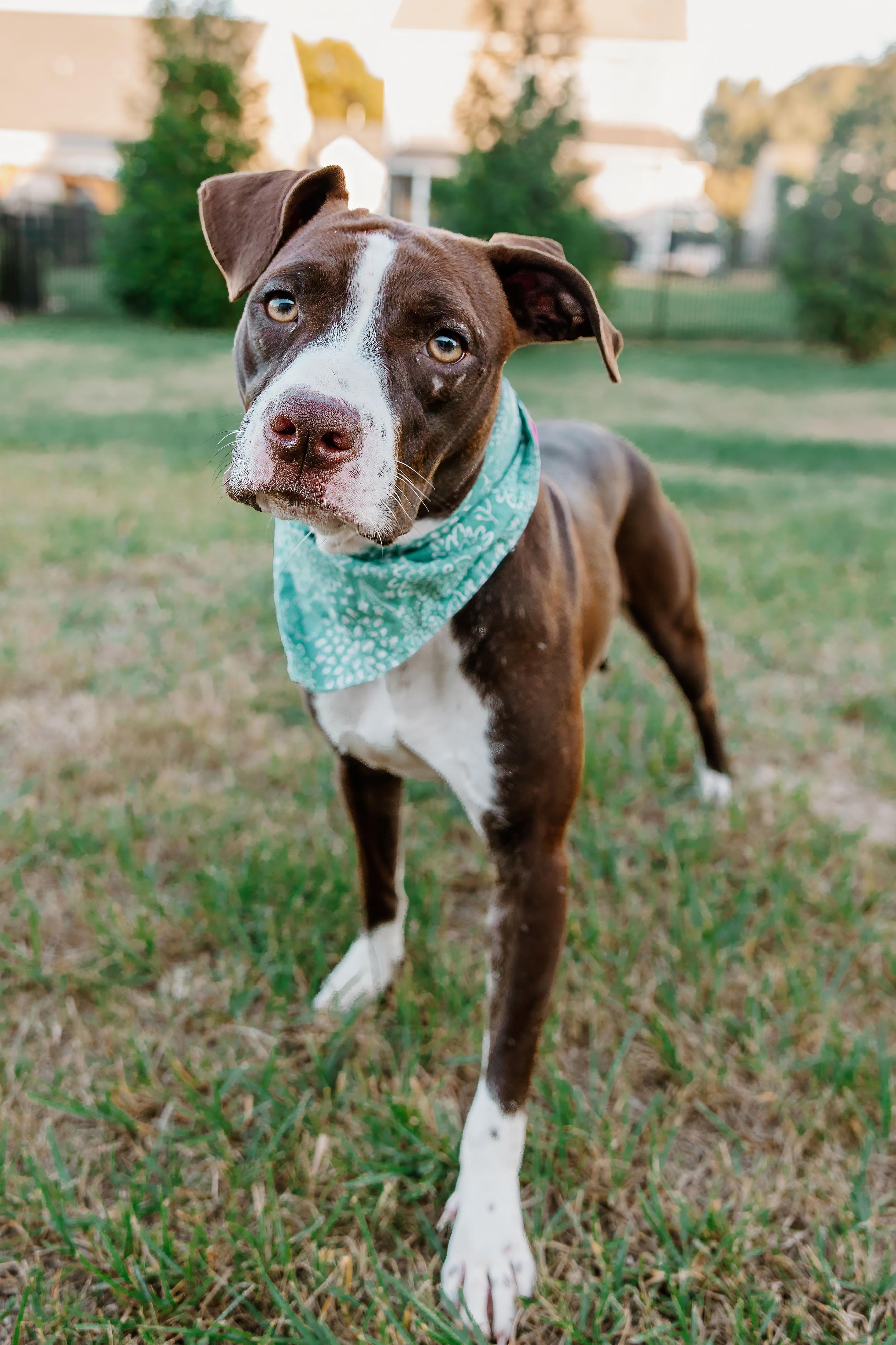 Erica, Adoptable, Young Female American Staffordshire Terrier & Mixed Breed.