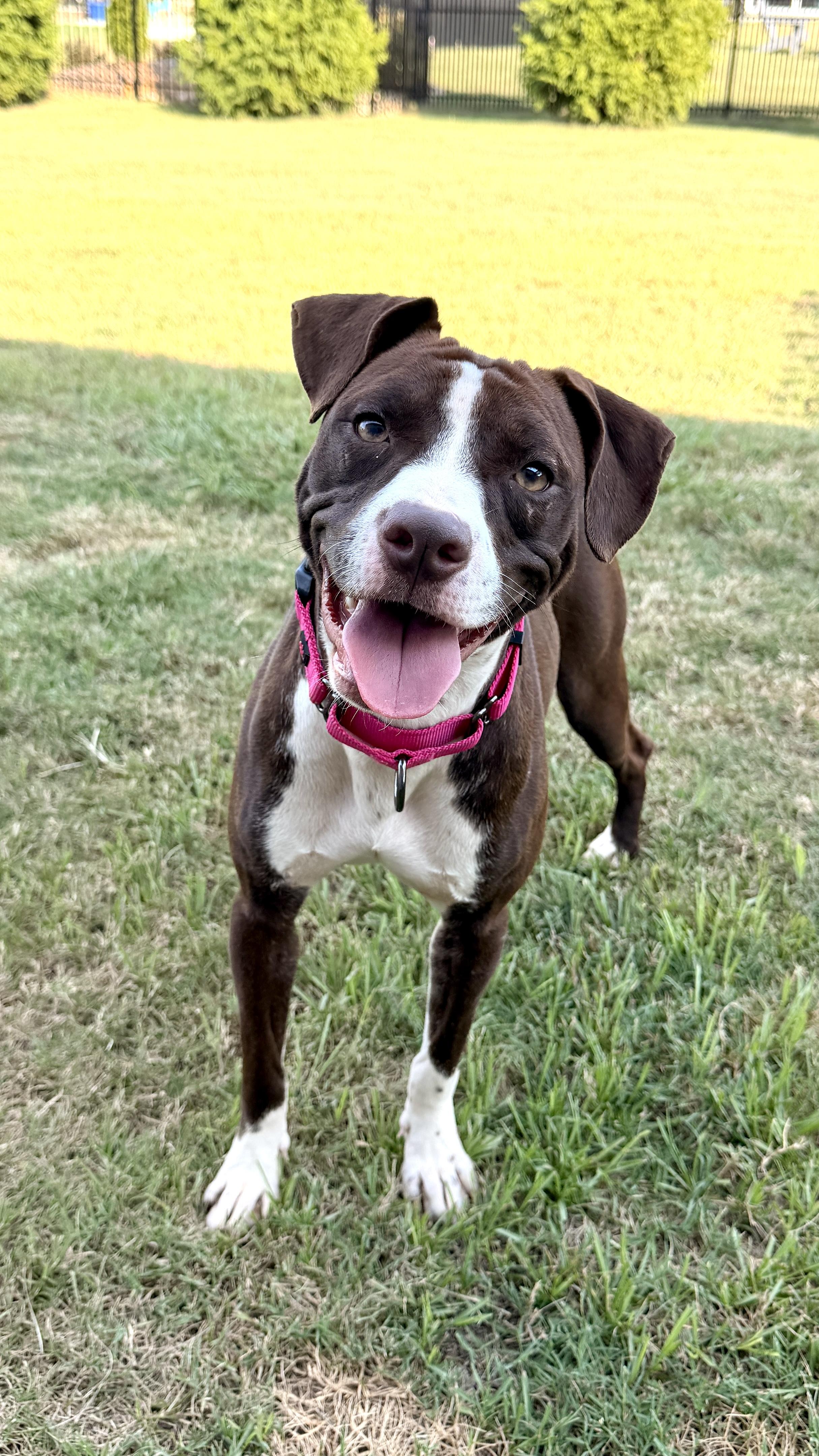 Enlarge Erica, a Adoptable mixed breed in Rock Hill, SC image 6/6