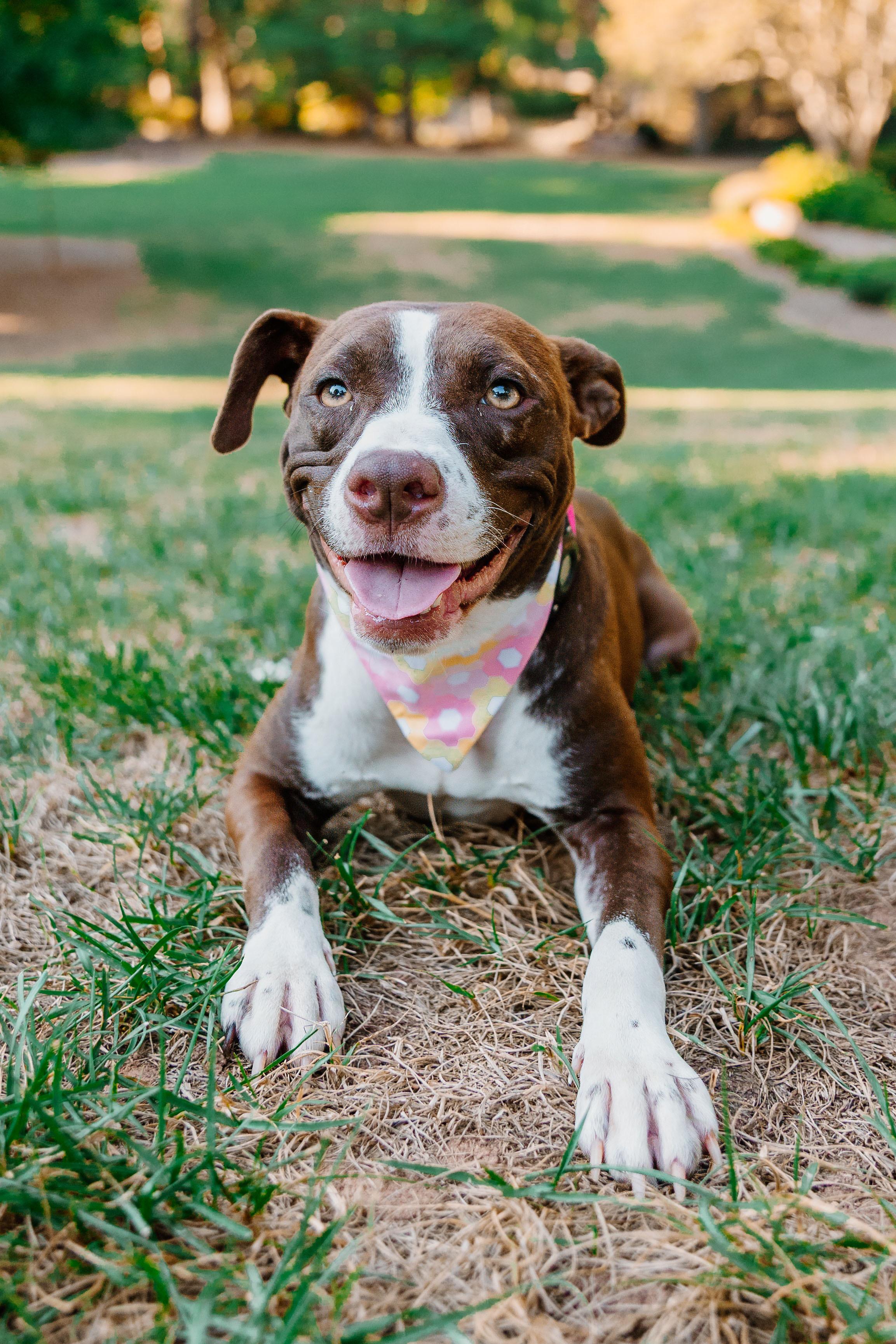 Enlarge Erica, a Adoptable mixed breed in Rock Hill, SC image 3/6