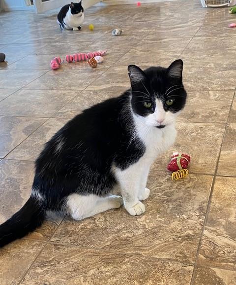 Enlarge Tuxedo Mask, a Adoptable Domestic Short Hair in Grass Valley, CA image 1/1