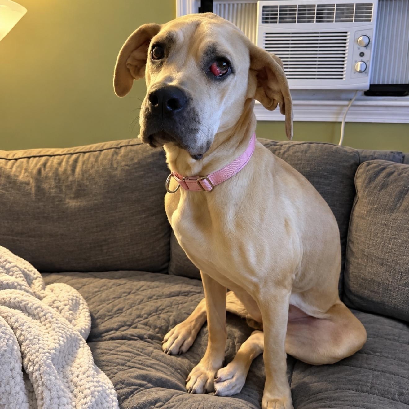 Enlarge Cleo, a Adopted mixed breed in Pelham, NH image 6/6