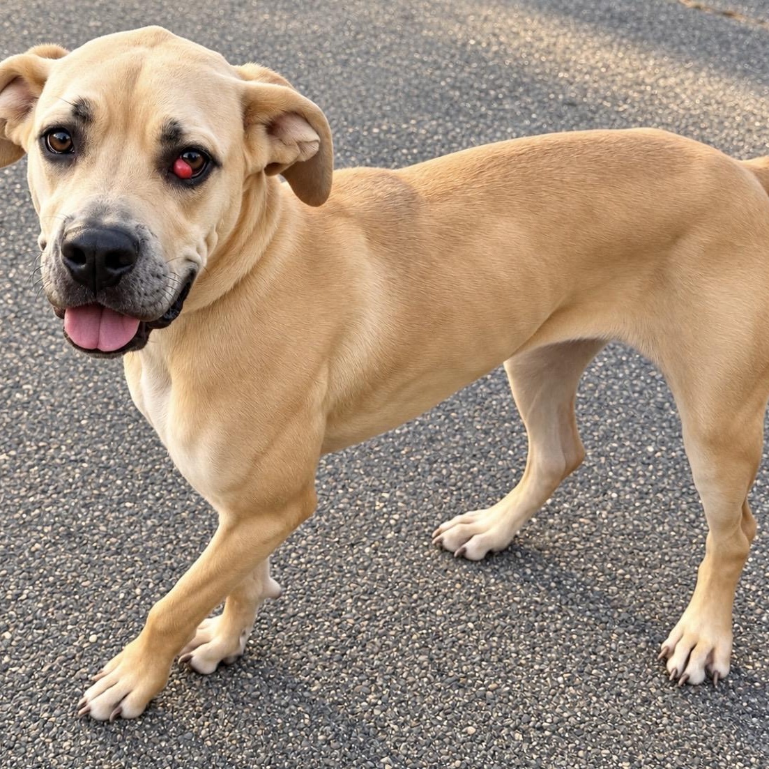 Enlarge Cleo, a Adopted mixed breed in Pelham, NH image 3/6