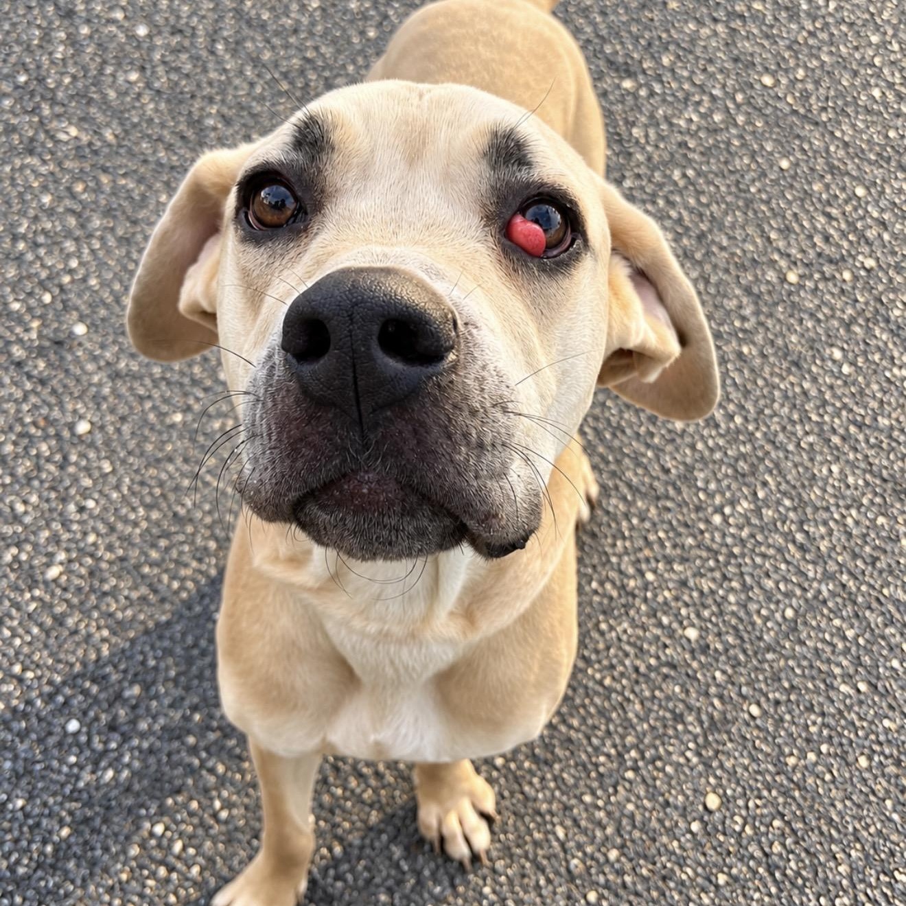 Enlarge Cleo, a Adopted mixed breed in Pelham, NH image 1/6