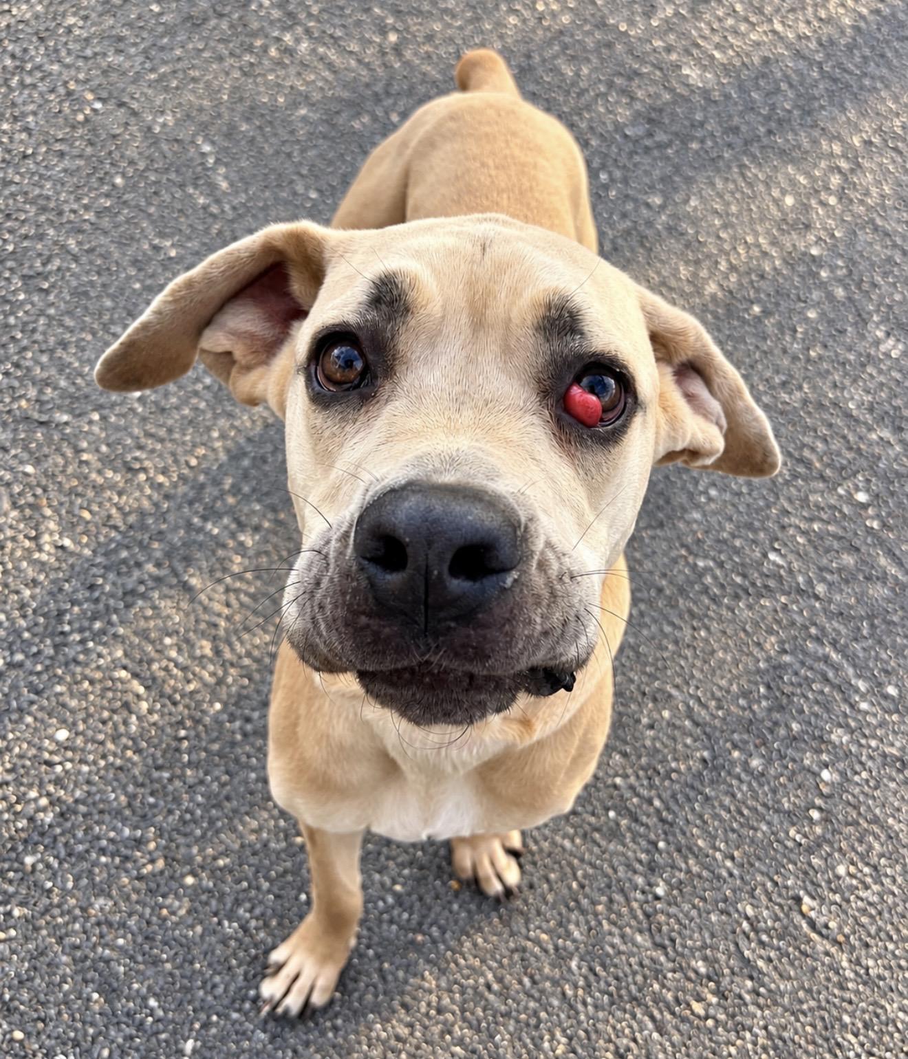 Enlarge Cleo, a Adopted mixed breed in Pelham, NH image 5/6