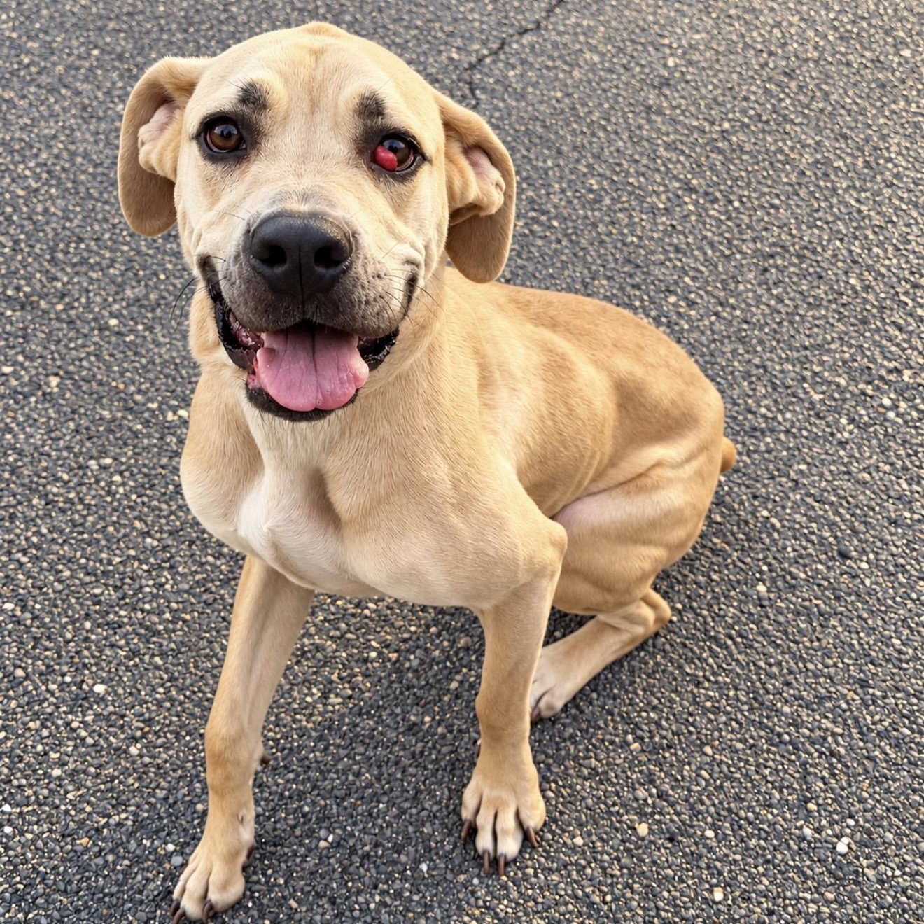 Enlarge Cleo, a Adopted mixed breed in Pelham, NH image 4/6