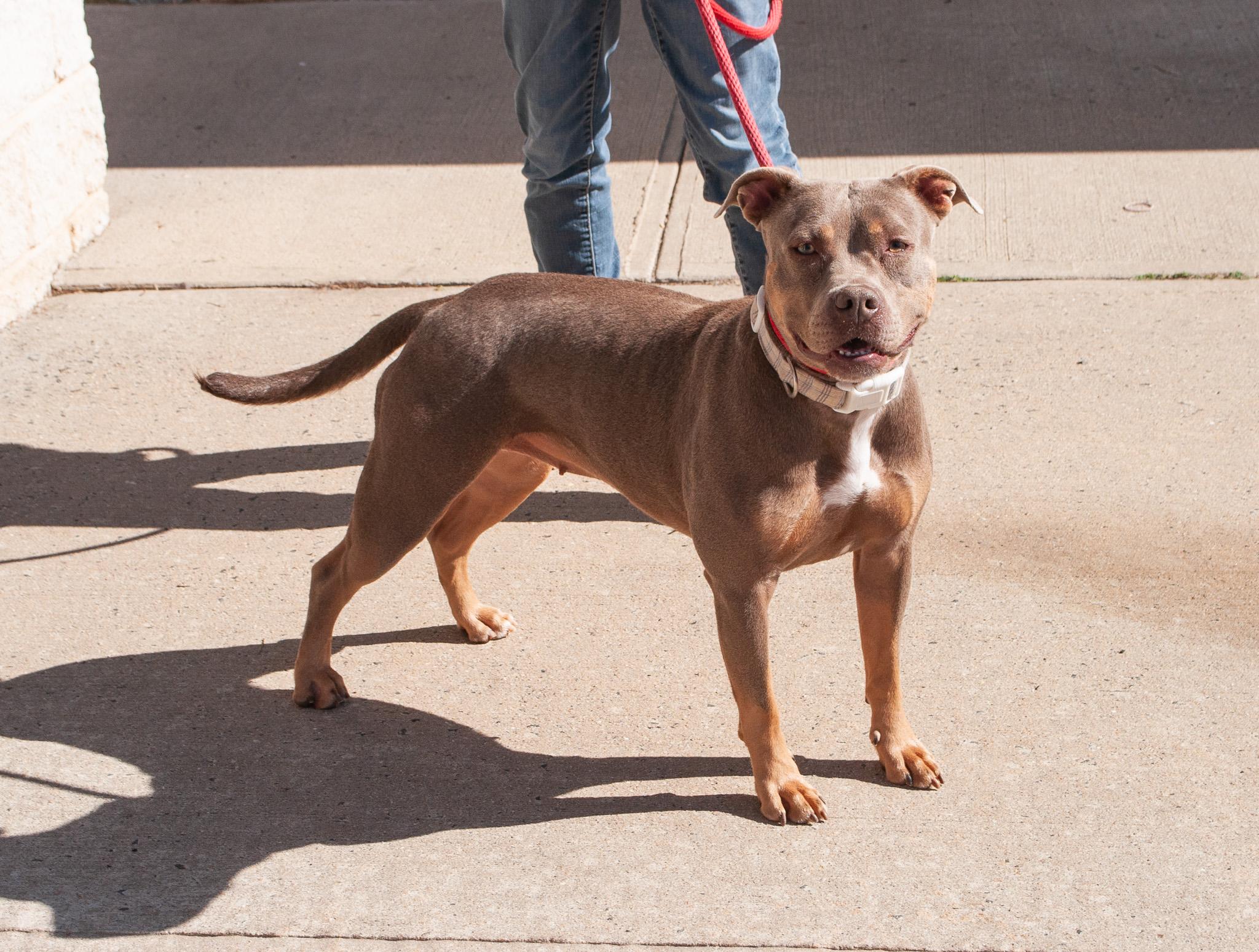 Rizzo, Adoptable, Adult Female Terrier & Mixed Breed.