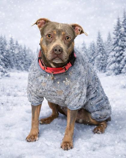 Rizzo, a Adoptable mixed breed in Hamilton, NJ image 2/3