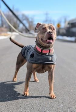 Rizzo, a Adoptable mixed breed in Hamilton, NJ image 2/3
