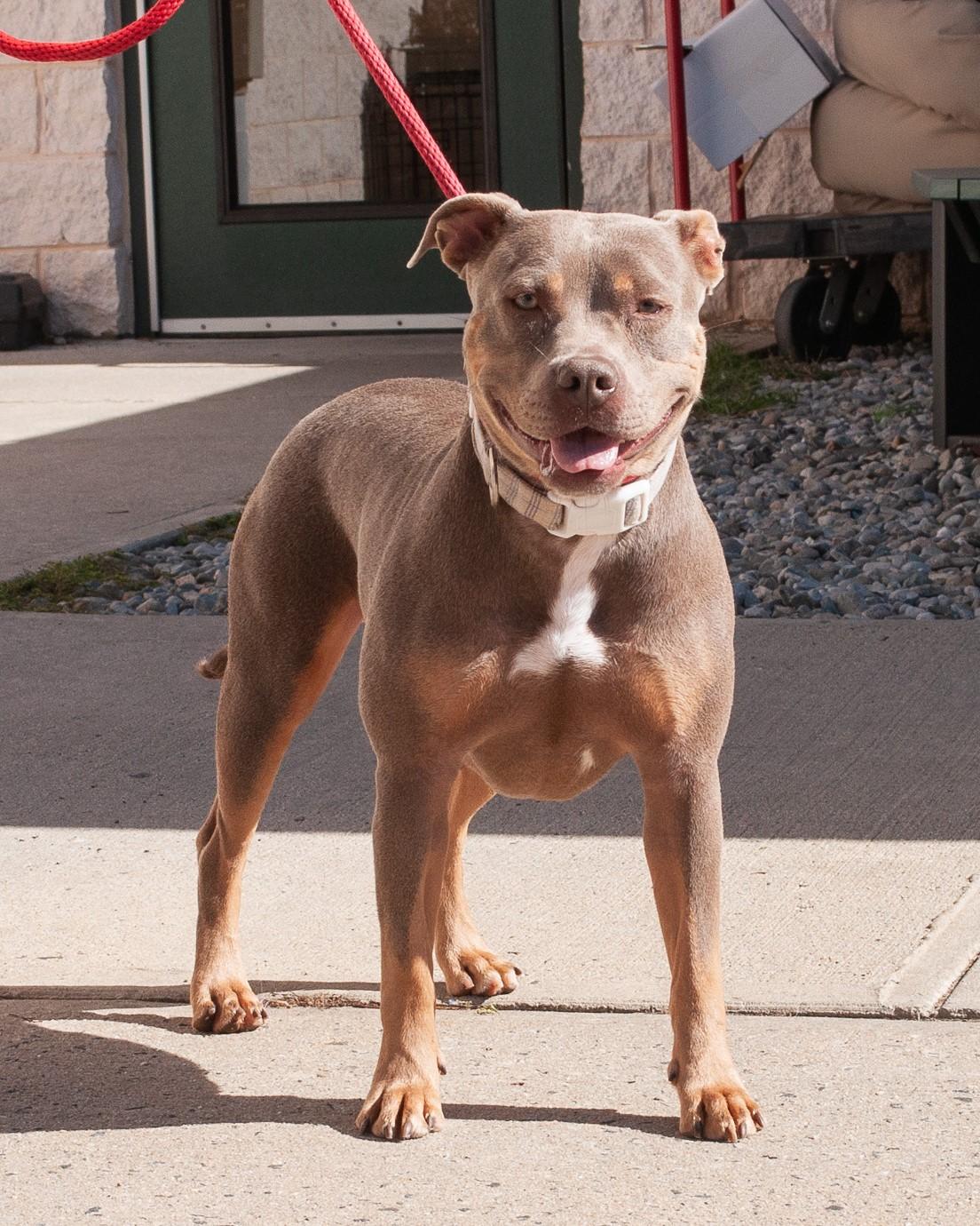 Rizzo, a Adoptable mixed breed in Hamilton, NJ image 3/3