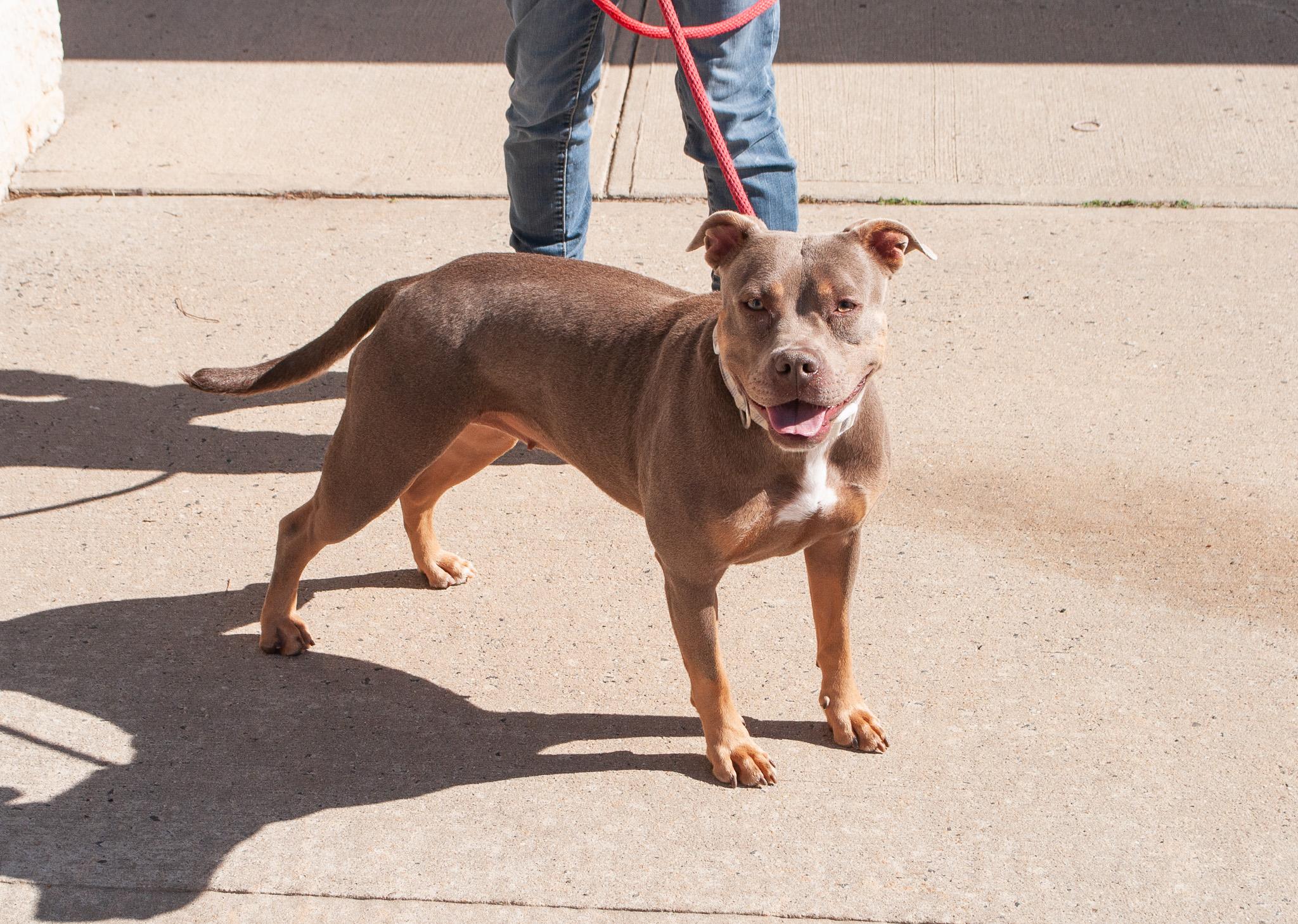 Enlarge Rizzo, a Adoptable mixed breed in Hamilton, NJ image 3/3