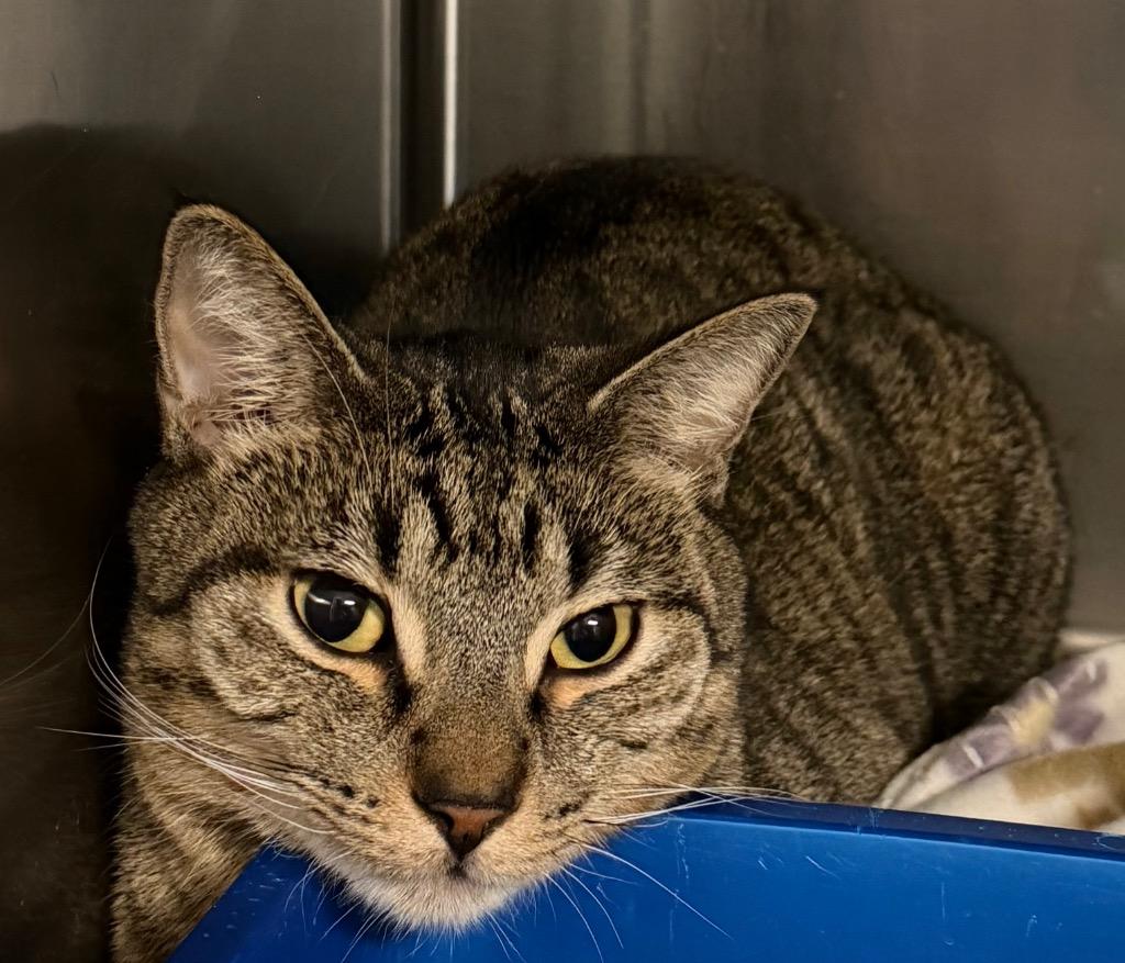 Garth (Baloo) (Petco), a Adoptable Domestic Short Hair in Ocala, FL image 2/2