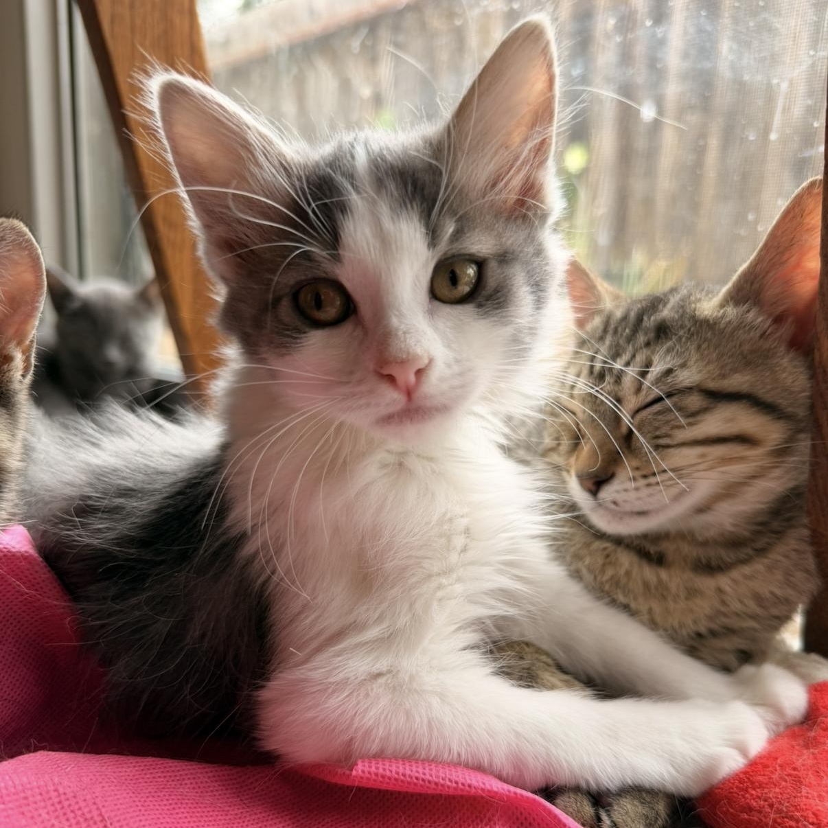 Pimento, an adopted Domestic Short Hair in Davis, CA image 1/5