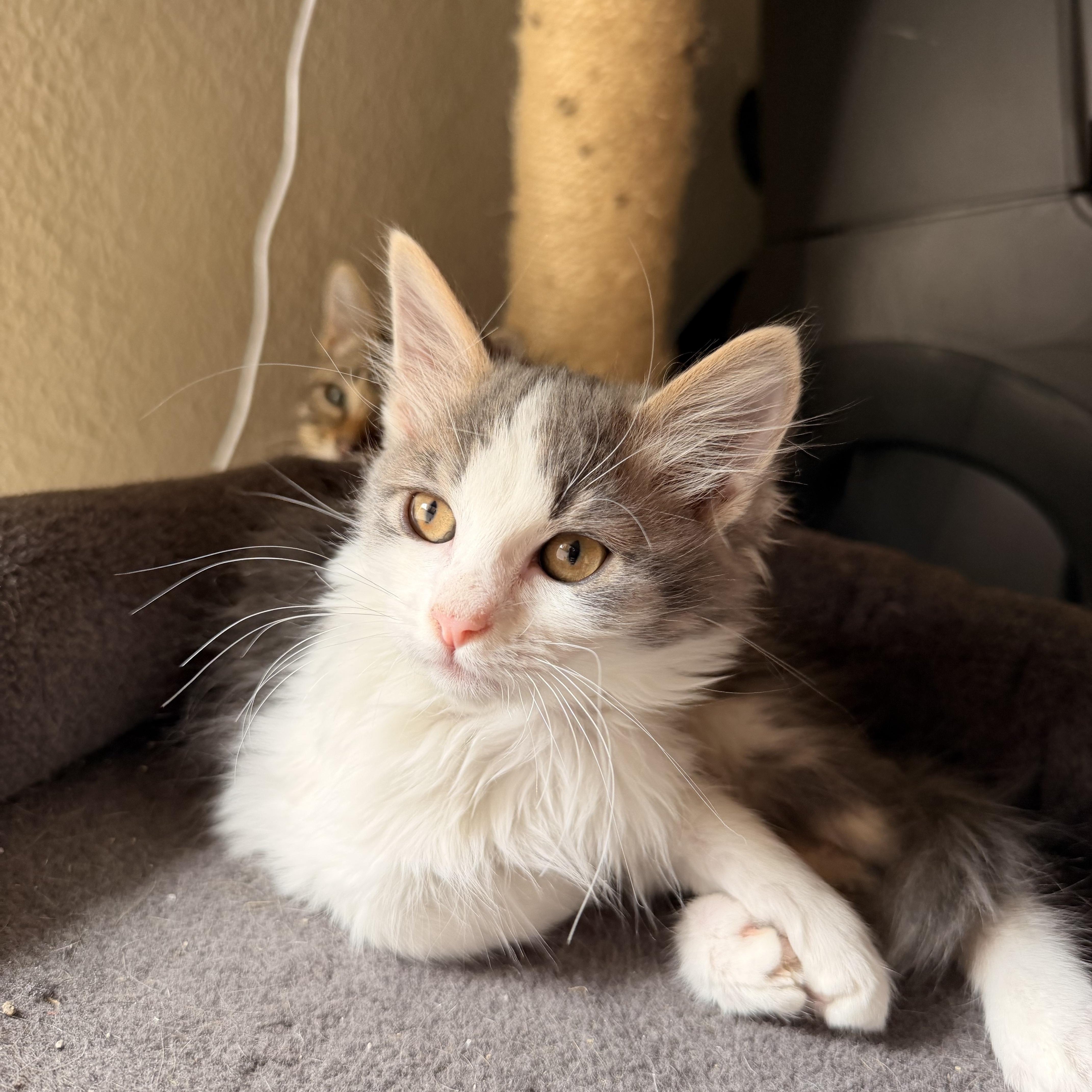 Pimento, an adopted Domestic Short Hair in Davis, CA image 2/5