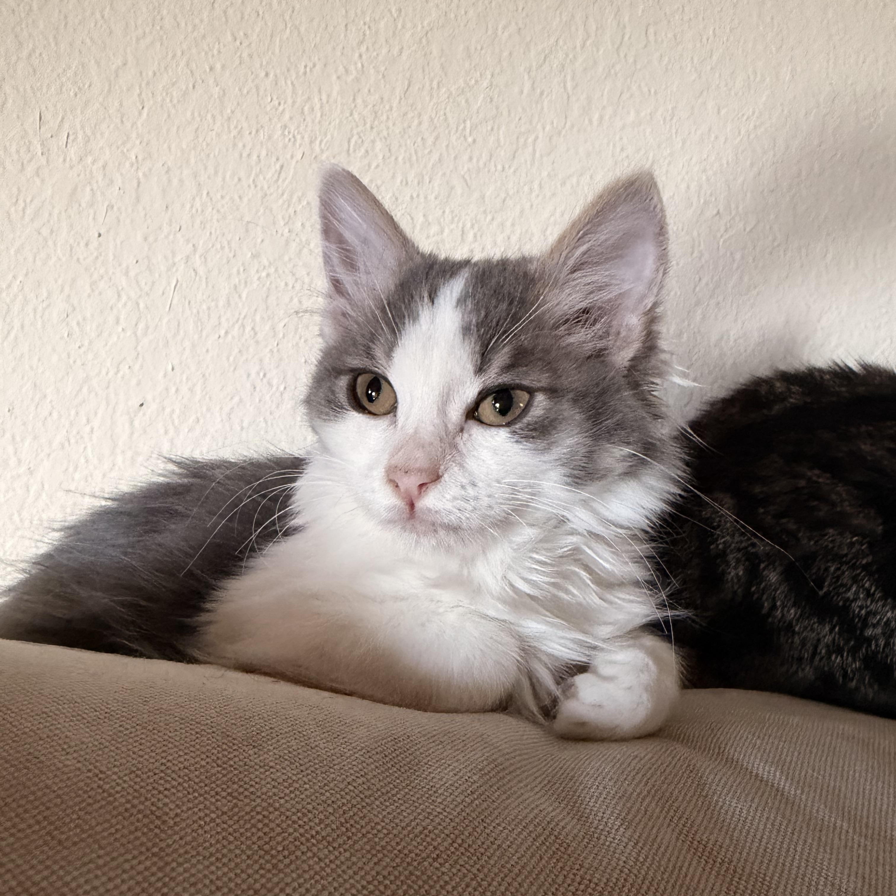 Pimento, an adopted Domestic Short Hair in Davis, CA image 4/5