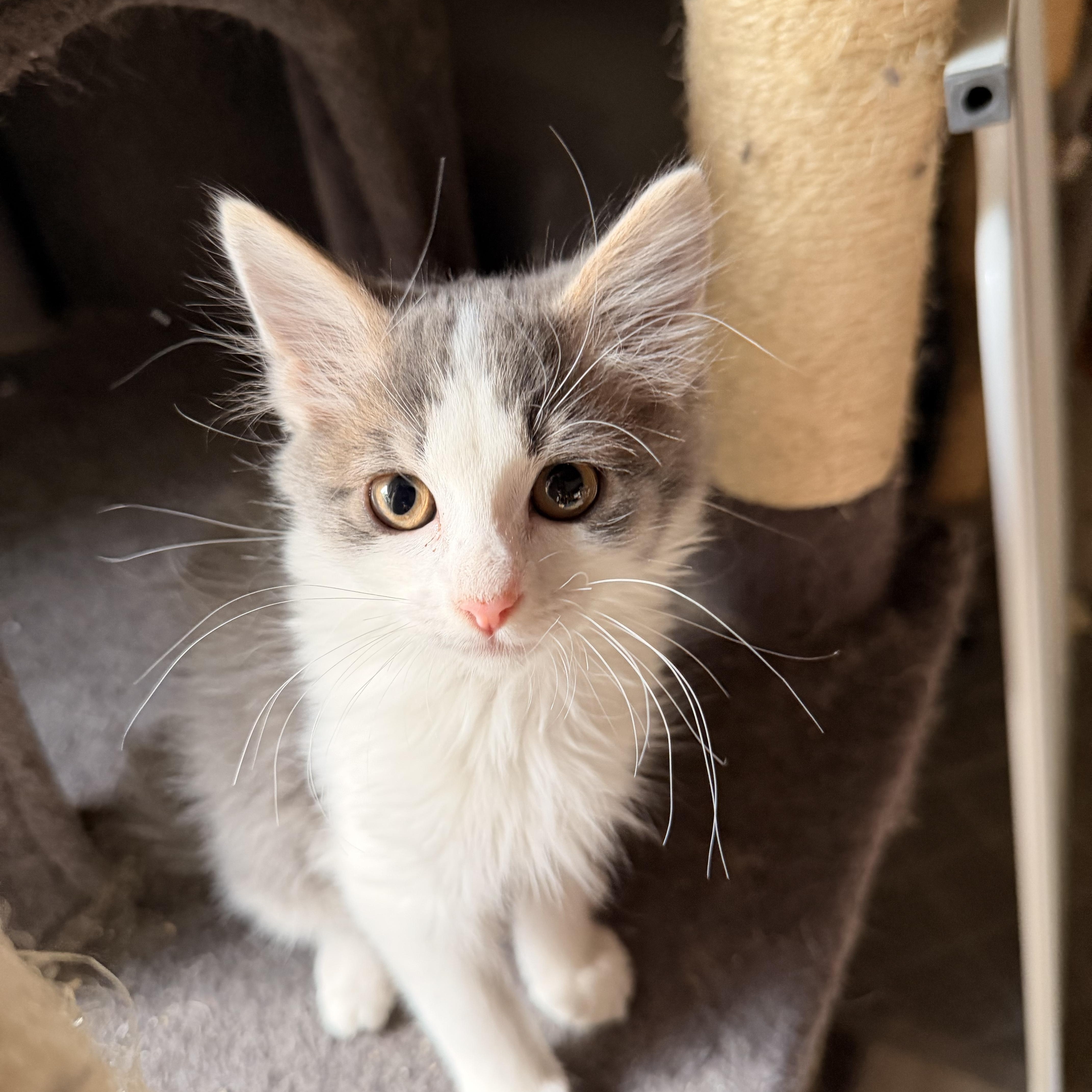 Pimento, an adopted Domestic Short Hair in Davis, CA image 3/5