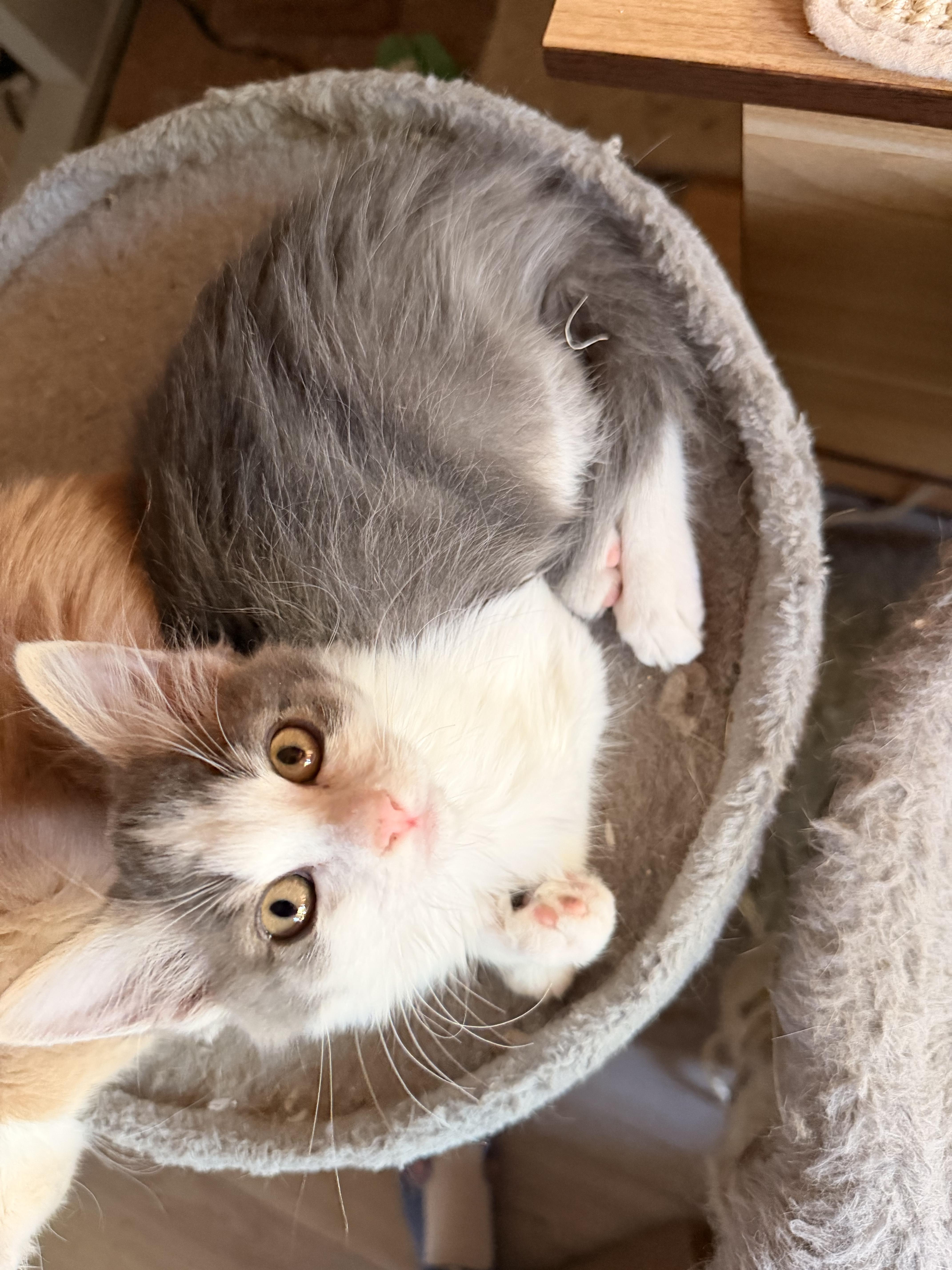 Pimento, an adopted Domestic Short Hair in Davis, CA image 5/5