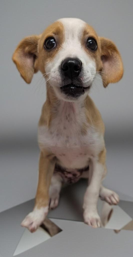 Conchita, Adopted, Puppy Female Chihuahua.