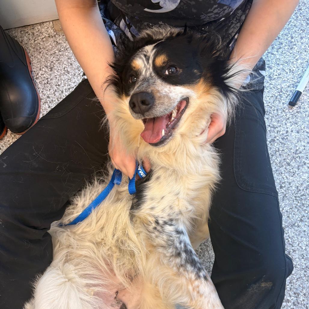 Skipper, Adoptable, Adult Male Mixed Breed.