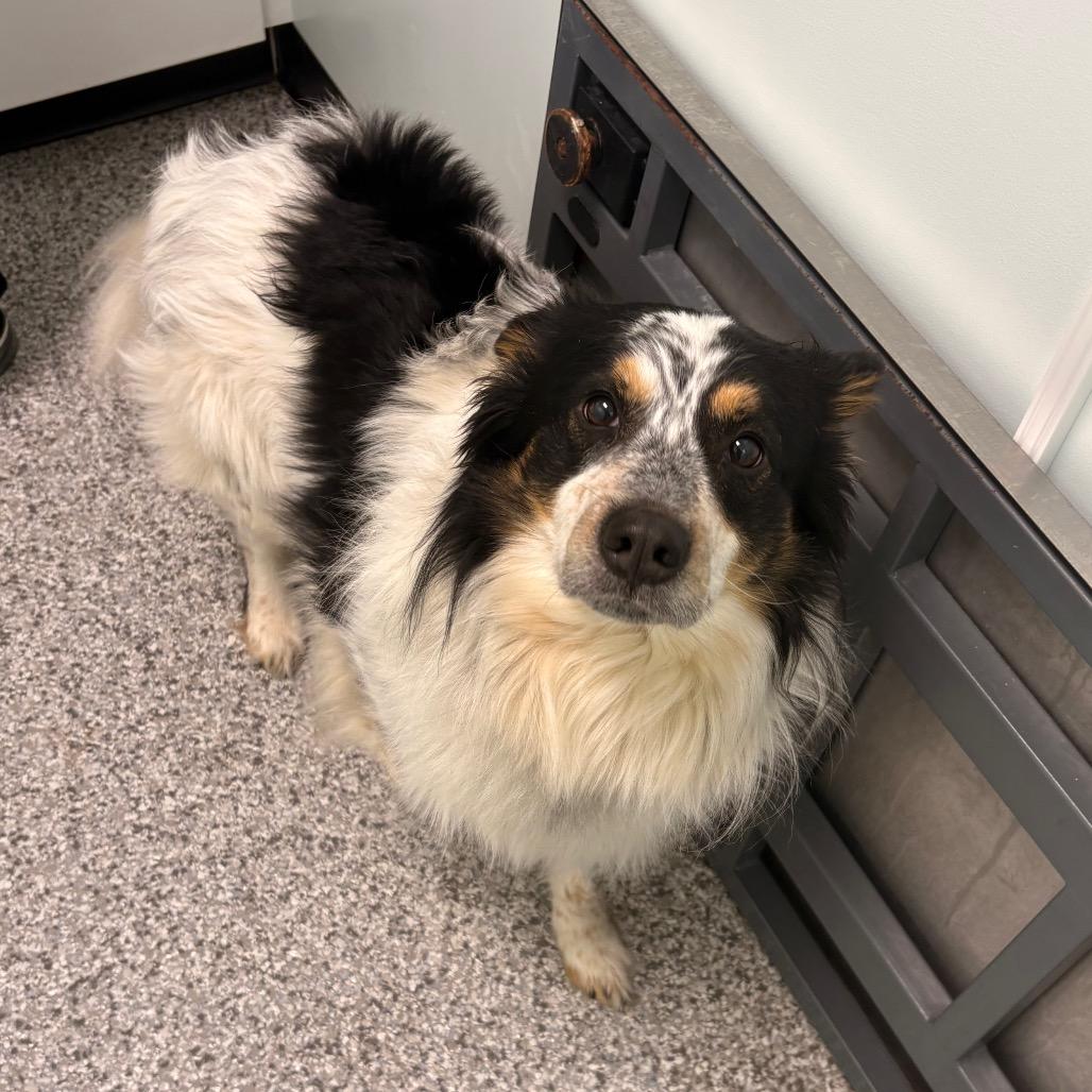 Enlarge Skipper, a Adoptable Mixed Breed in Saskatoon, SK image 2/4