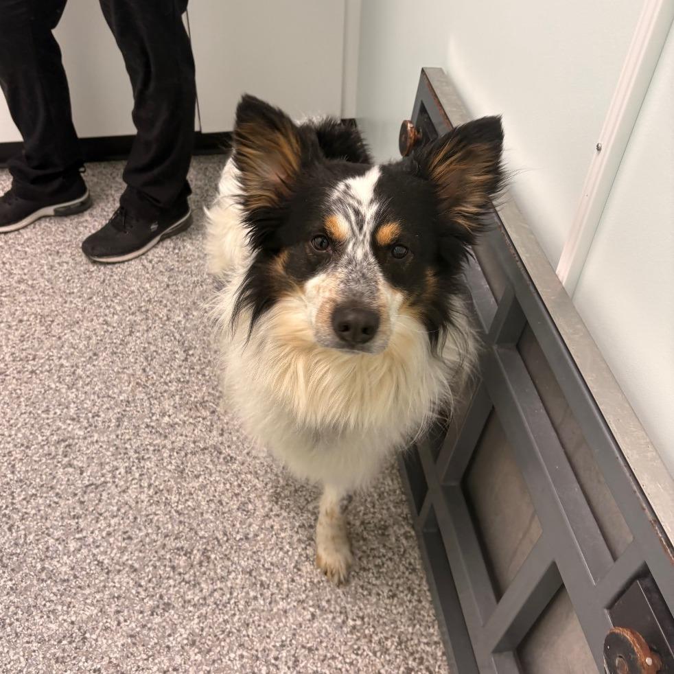 Enlarge Skipper, a Adoptable Mixed Breed in Saskatoon, SK image 3/4