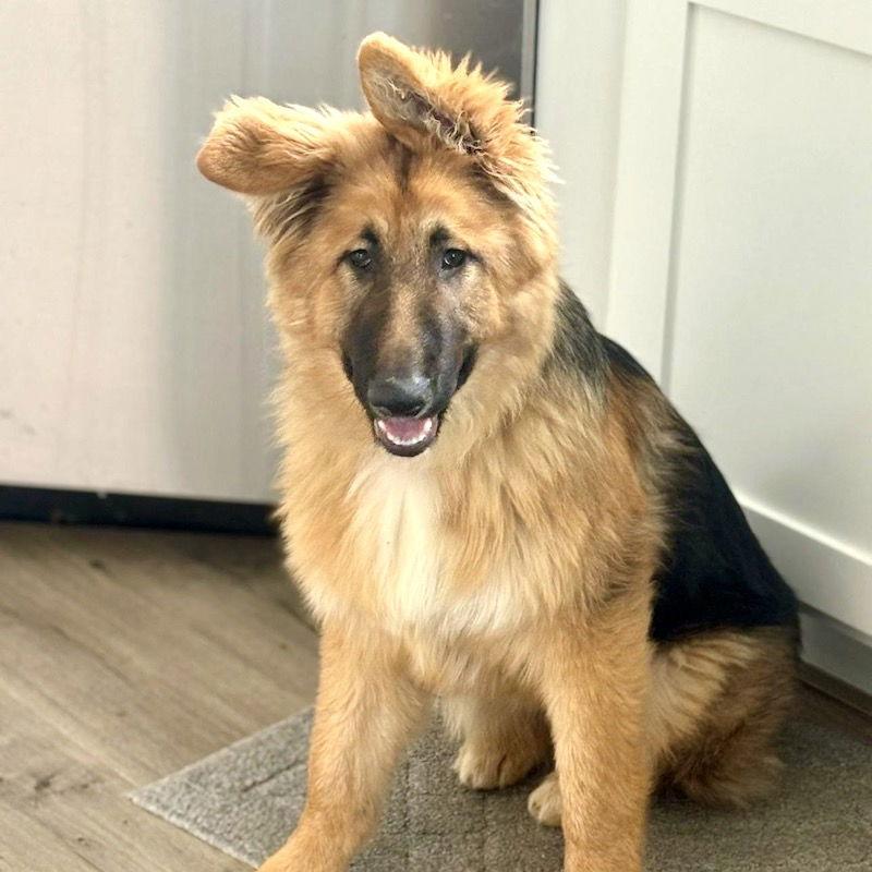 Shirley, Adopted, Young Female German Shepherd Dog.