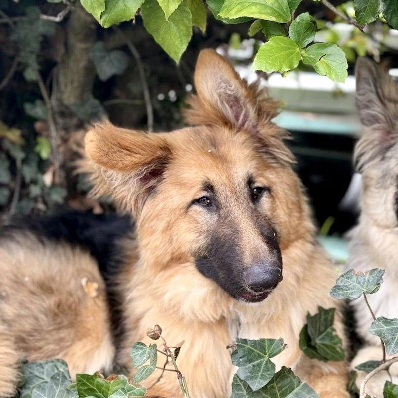 Enlarge Shirley, a Adopted German Shepherd Dog in San Juan Capistrano, CA image 2/3