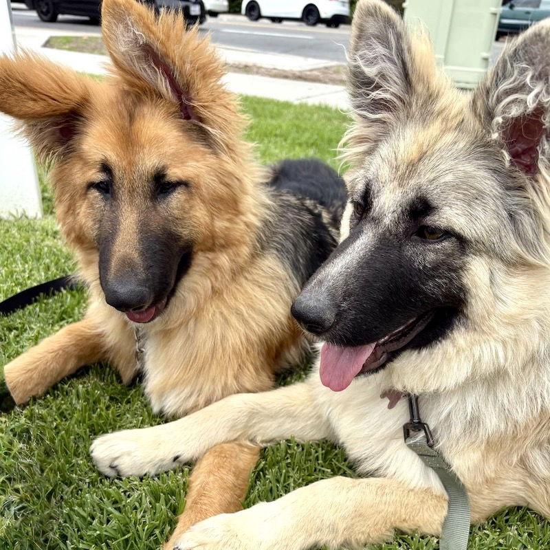 Enlarge Shirley, a Adopted German Shepherd Dog in San Juan Capistrano, CA image 3/3