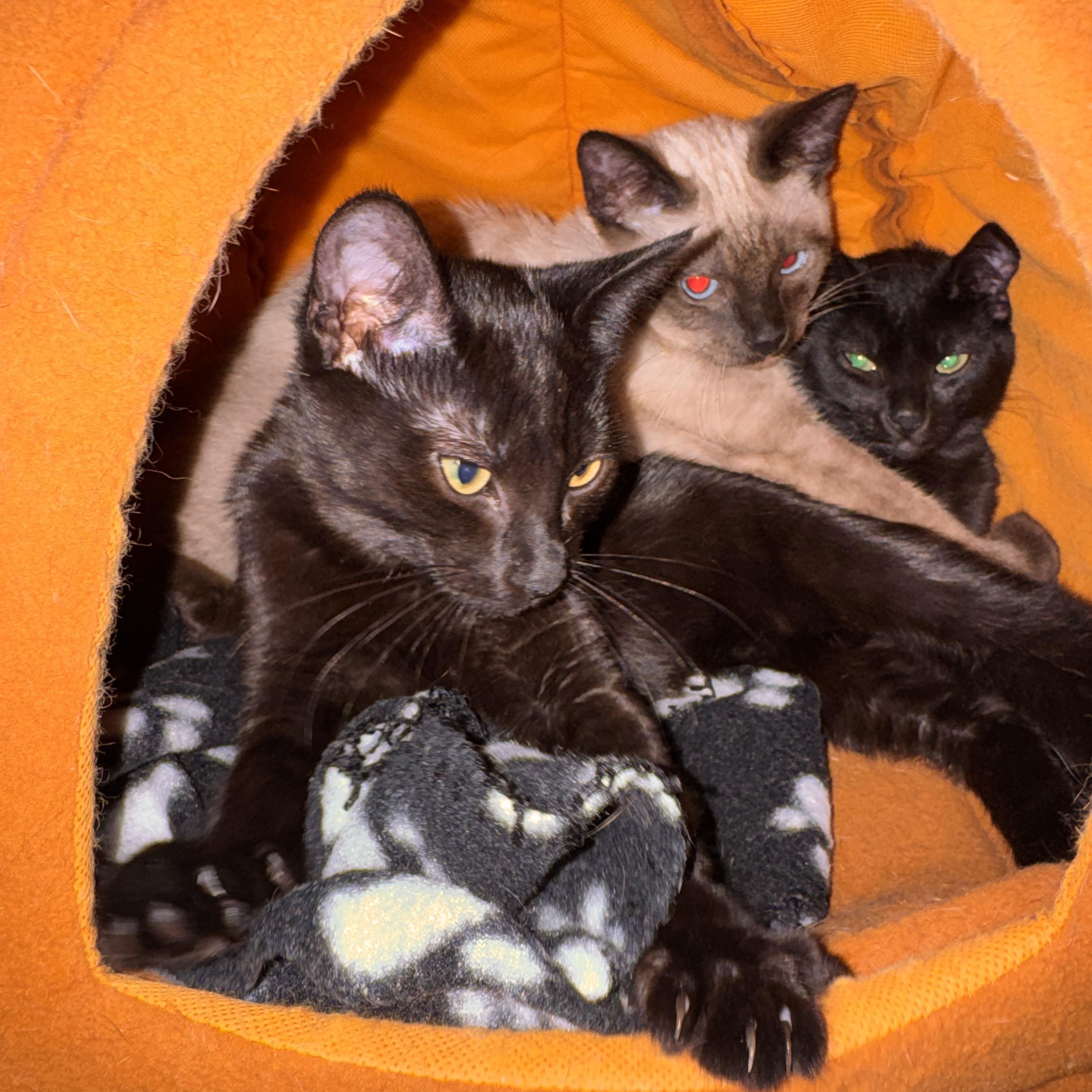 Enlarge Maev, an adopted Domestic Short Hair in Seattle, WA image 2/4