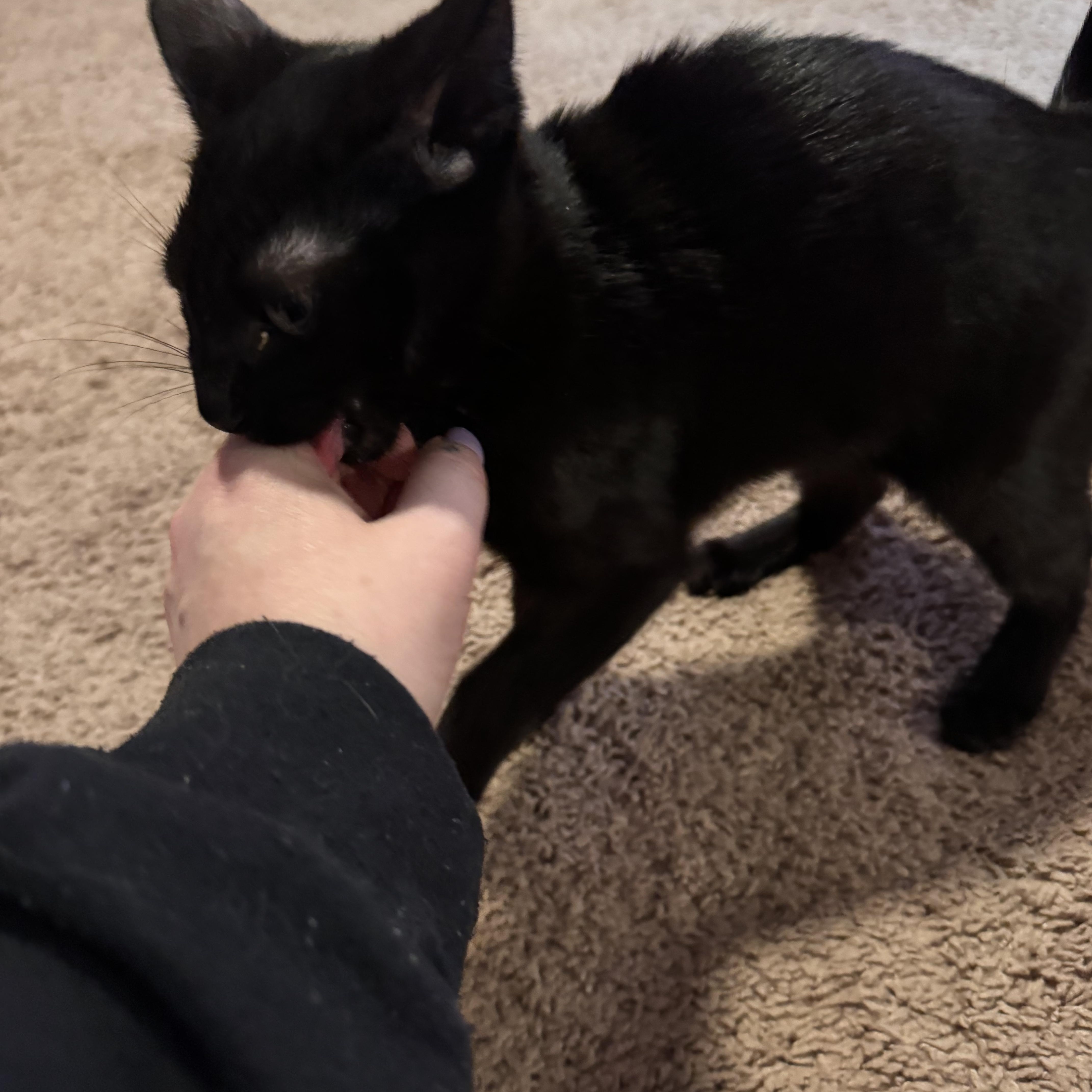 Enlarge Maev, an adopted Domestic Short Hair in Seattle, WA image 4/4