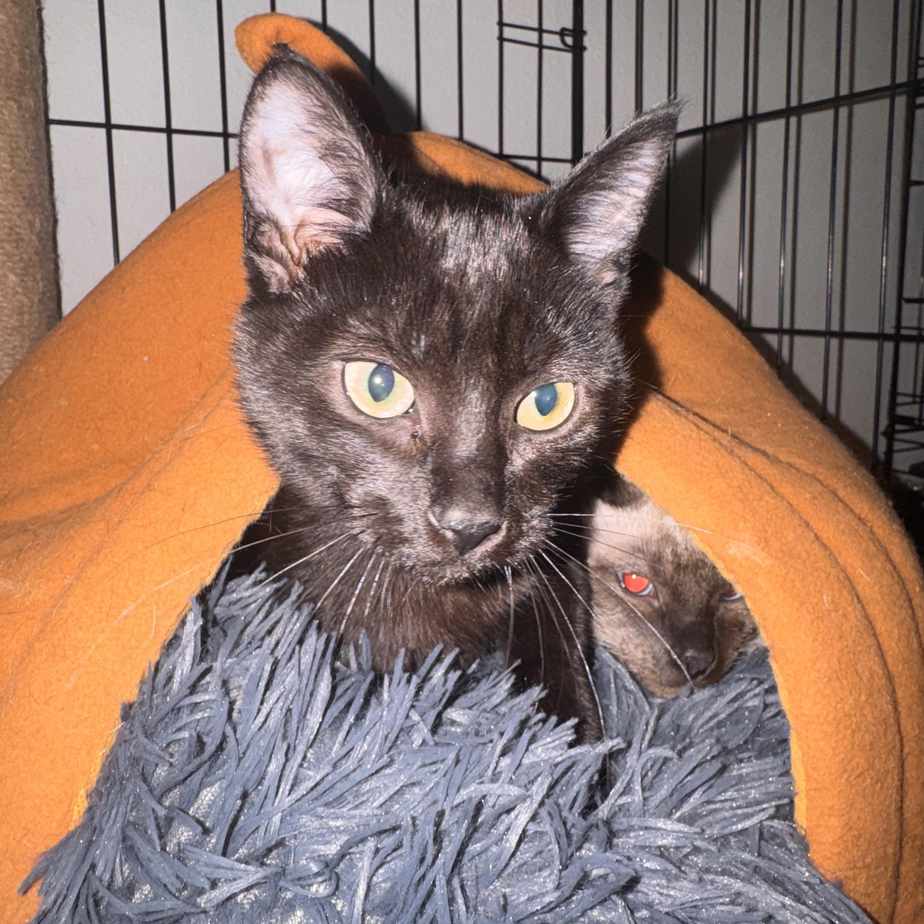 Enlarge Maev, an adopted Domestic Short Hair in Seattle, WA image 3/4