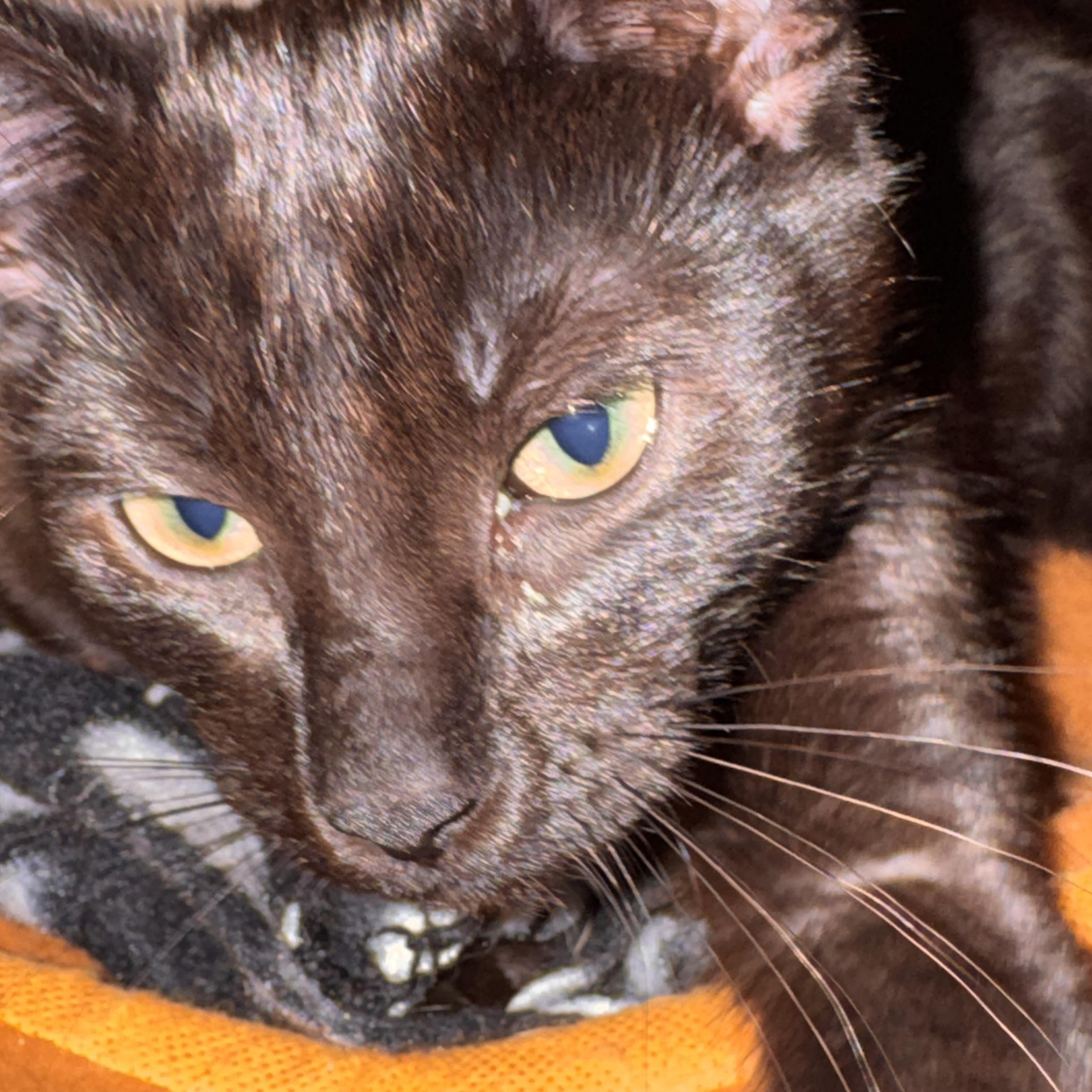 Maev, adopted, Kitten Female Domestic Short Hair.