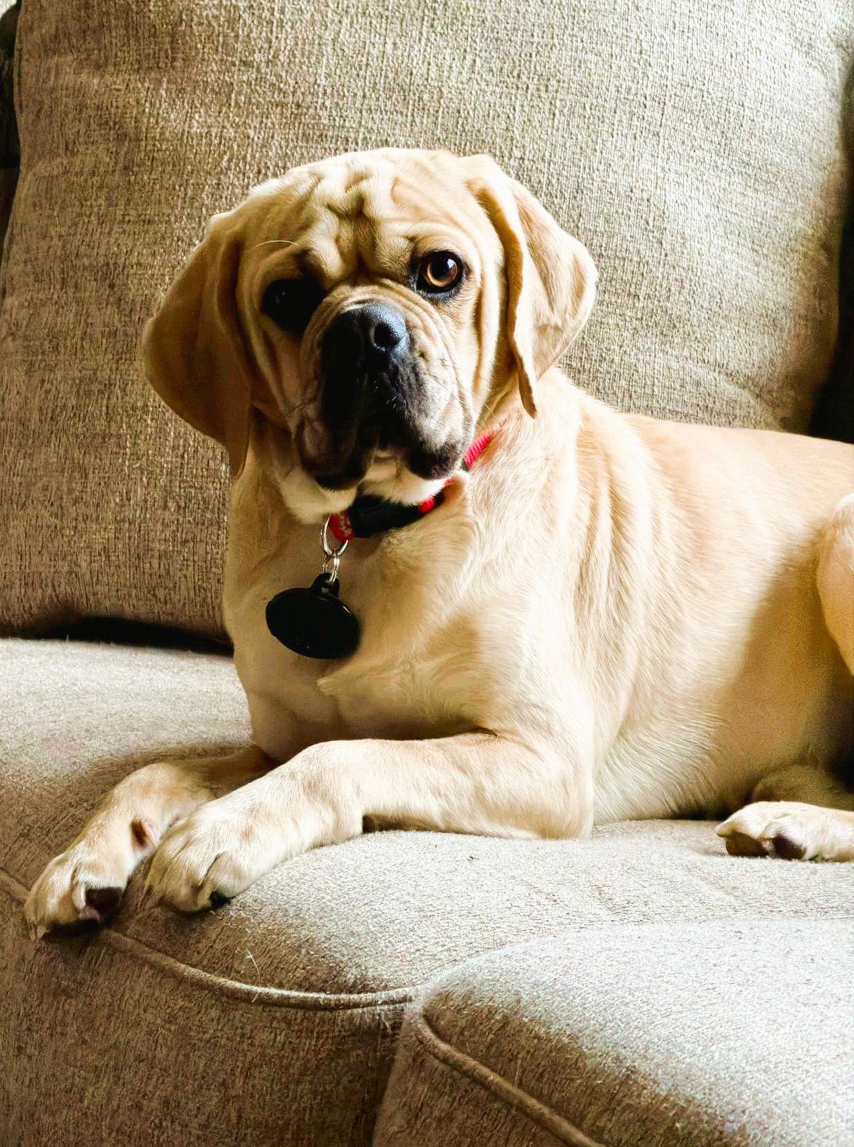 Vinny, Adoptable, Young Male Pug & Beagle.