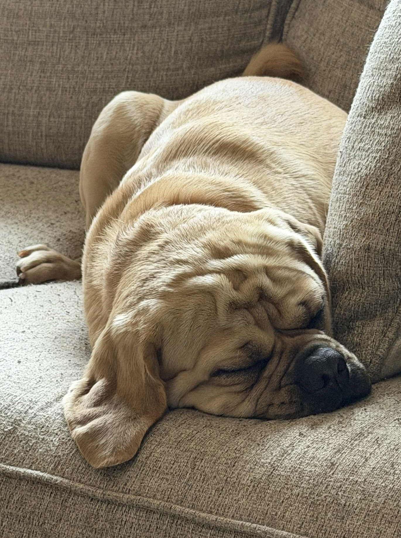 Vinny, a Adoptable mixed breed in Pelham, MA image 2/3