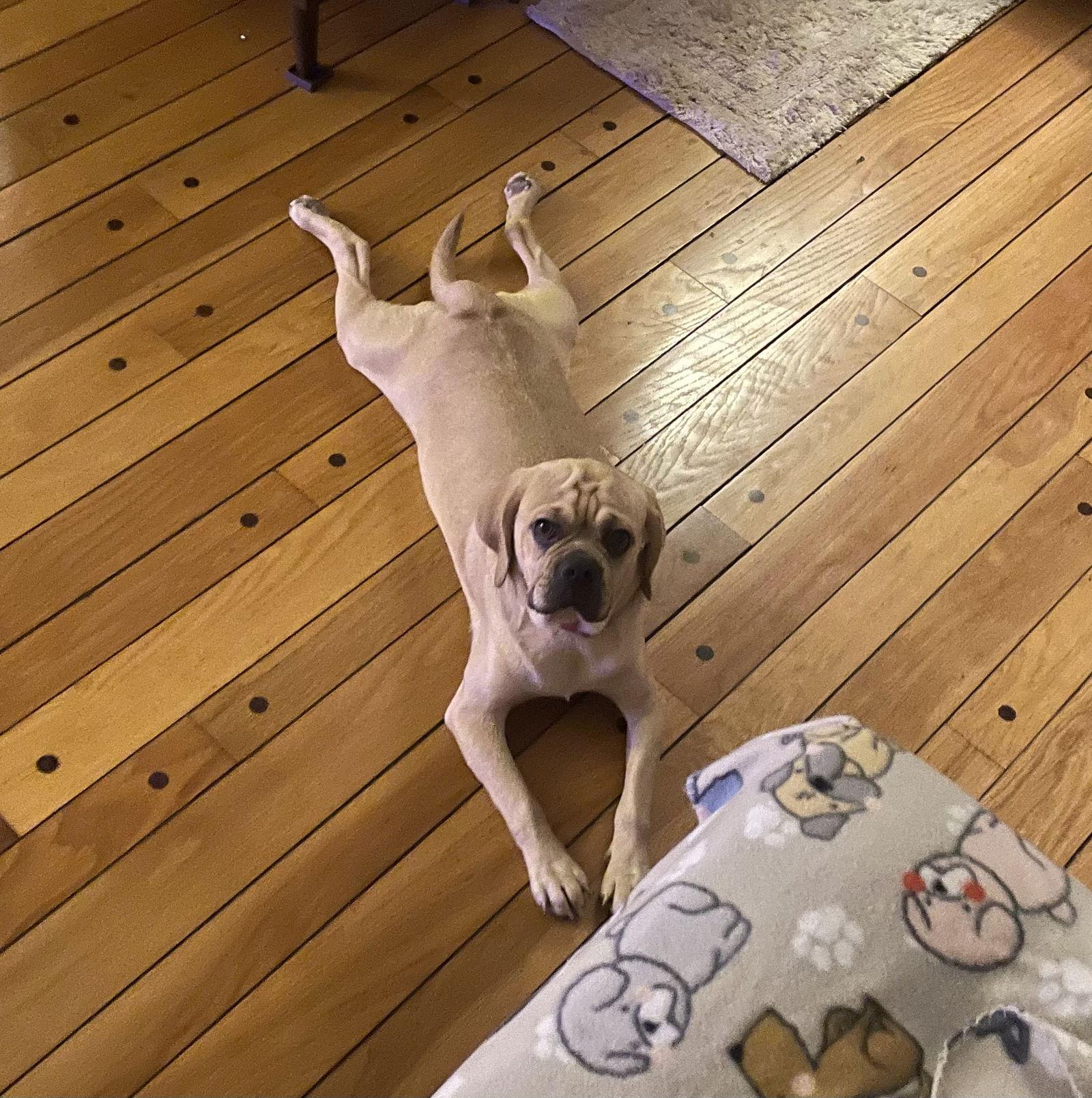 Vinny, a Adoptable mixed breed in Pelham, MA image 3/3