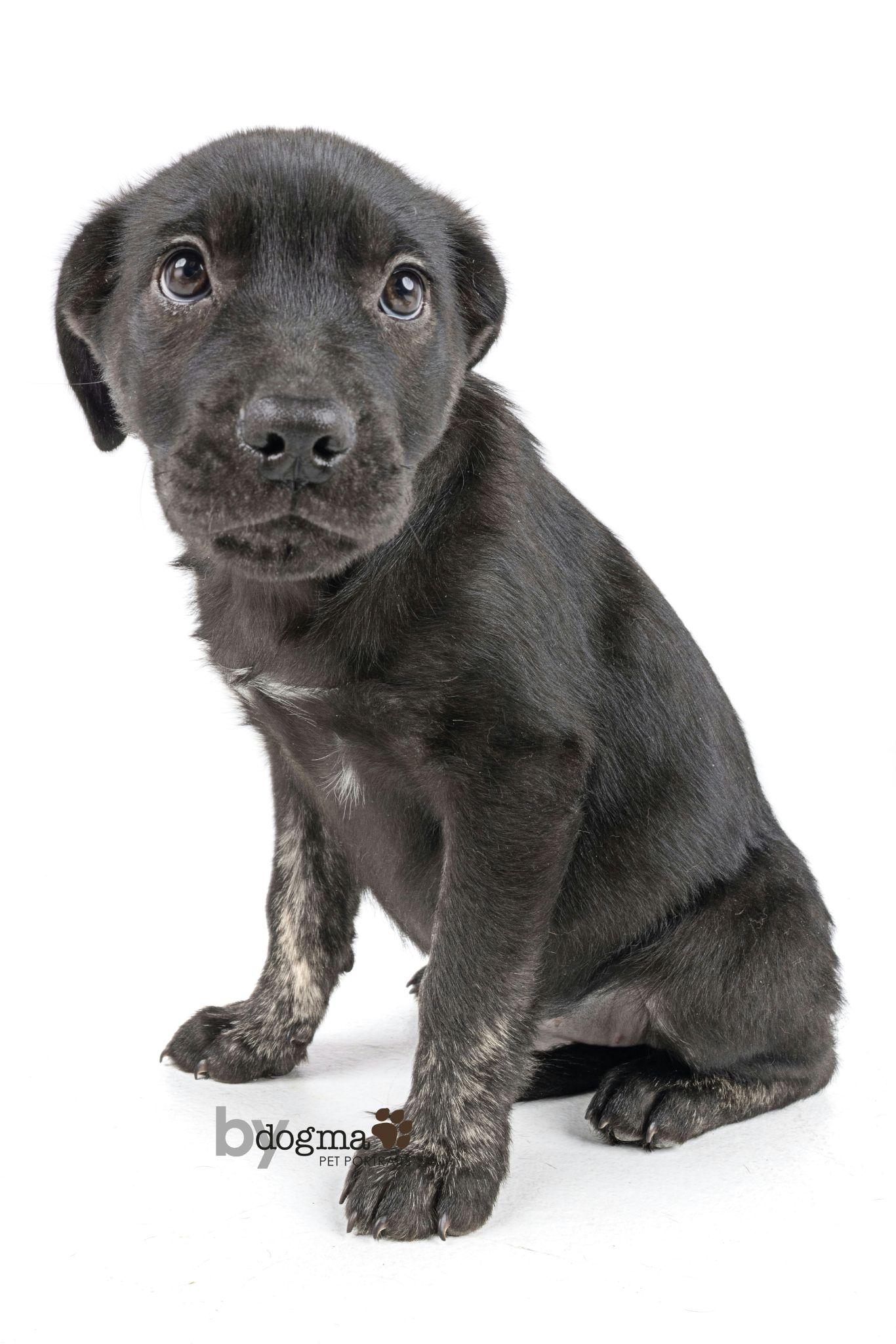 Xena, Adoptable, Young Female Boxer & German Shepherd Dog.